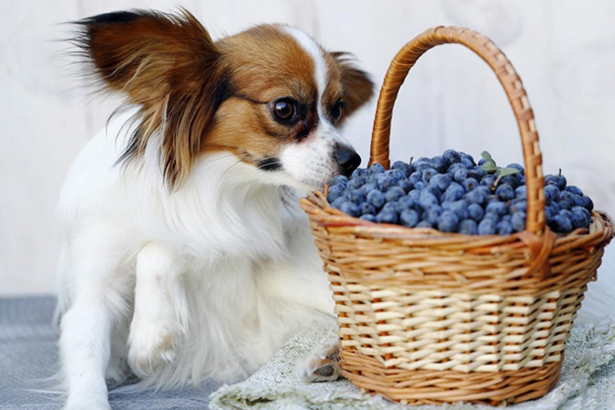 10 Best Antioxidants for Older Dogs