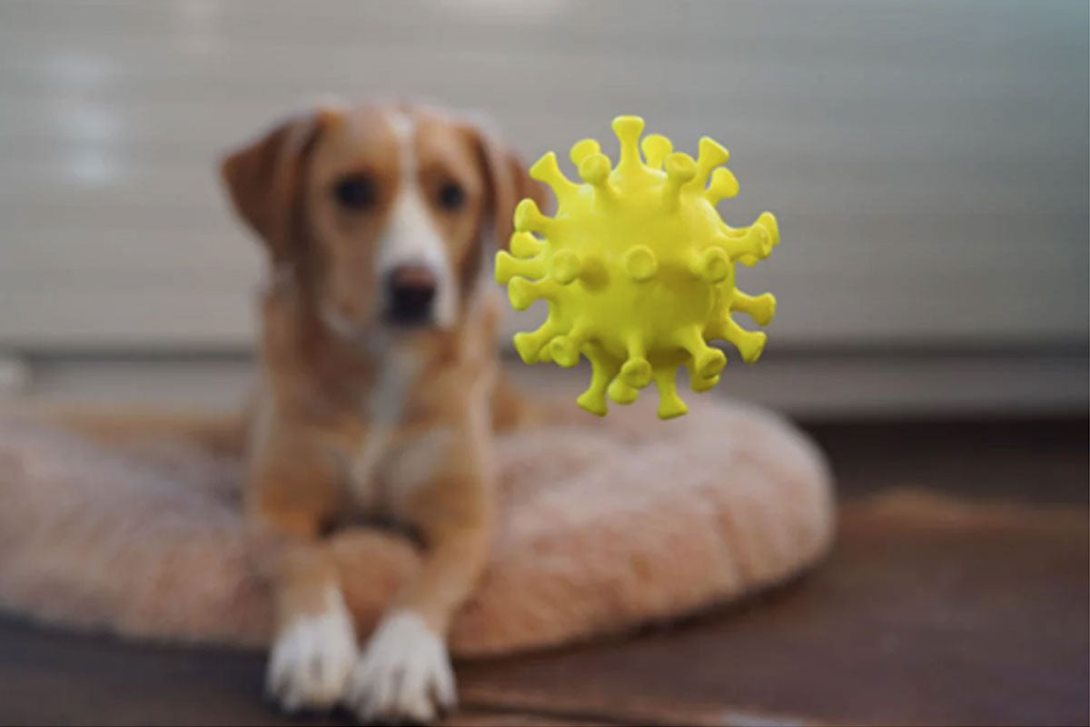 Here’s How You Can Boost Your Dog's Immune System?
