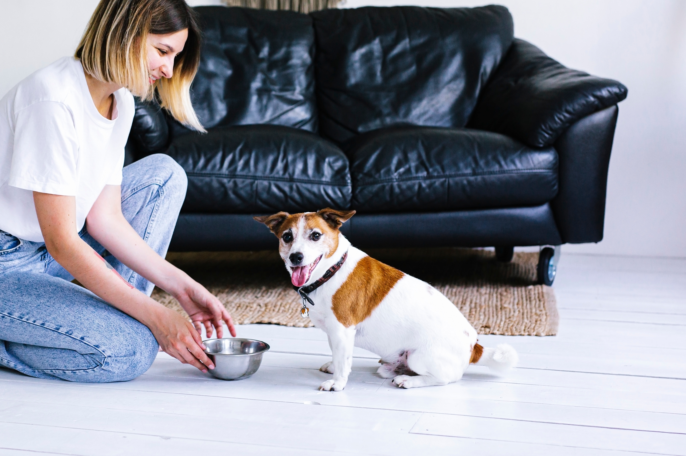 Why Our Turmeric for Cats and Dogs is the Best on the Market