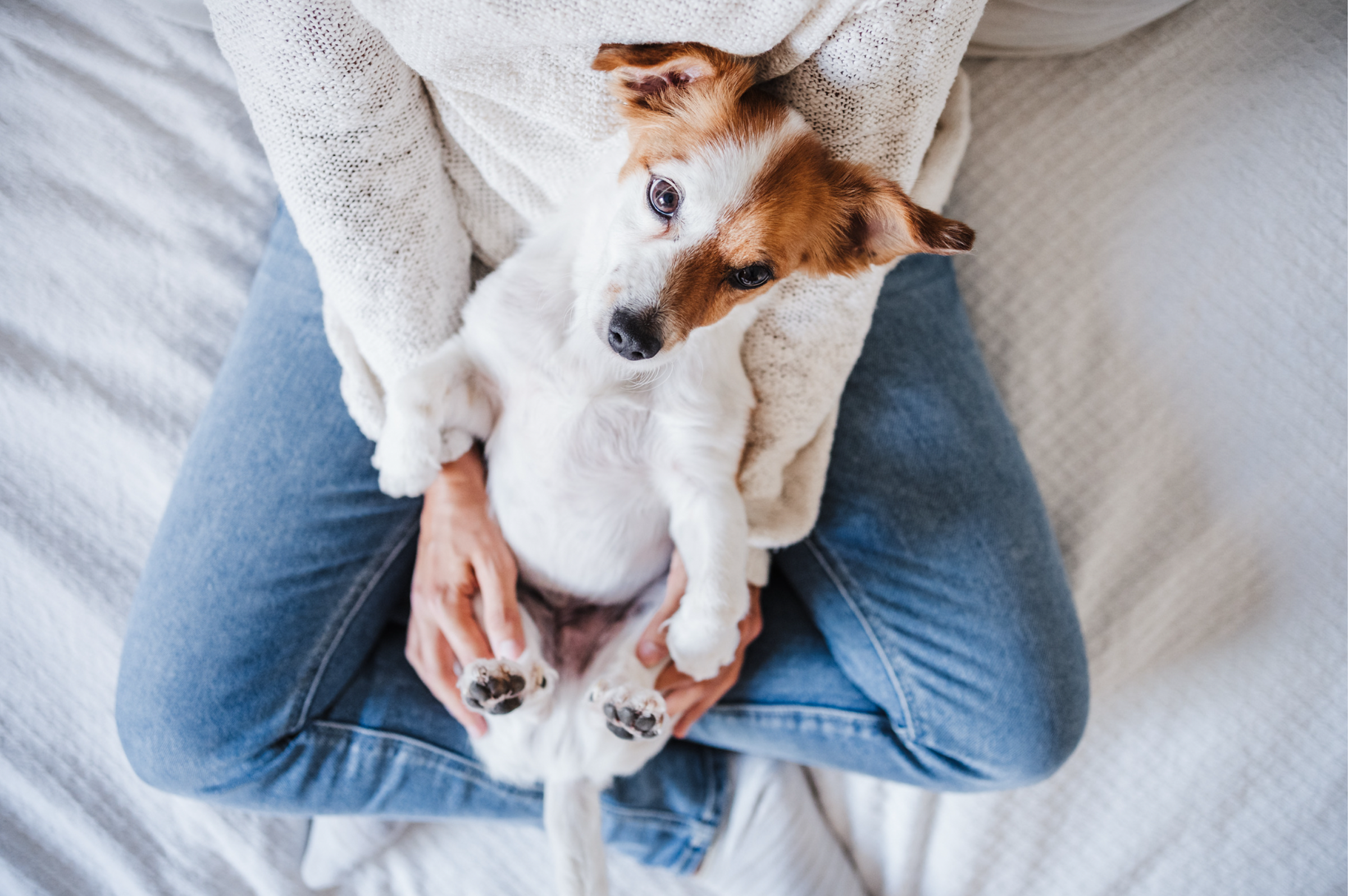 Pet owner helping his dog overcome anxiety with love and playtime