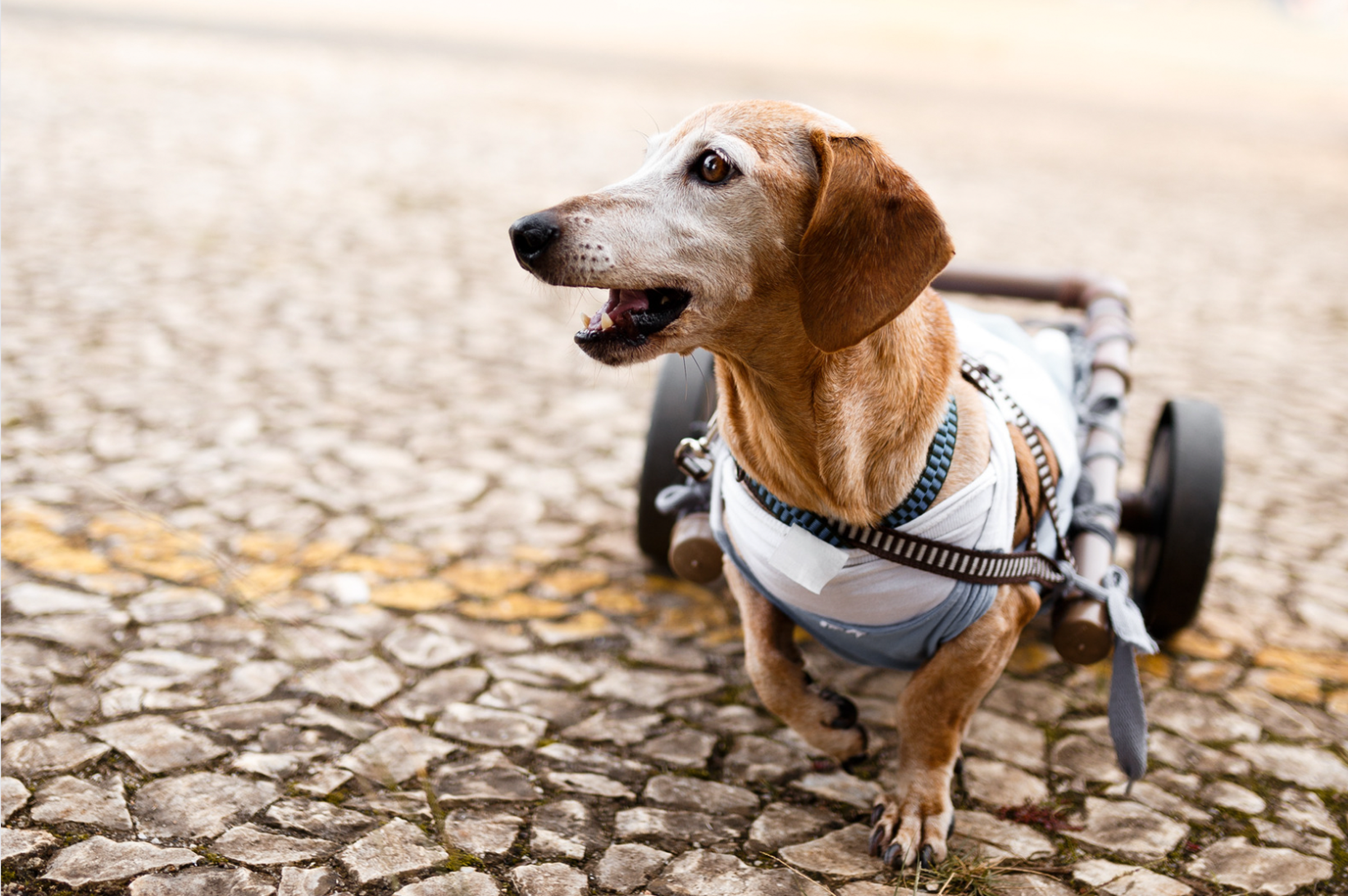 The Joint Health Supplement Dog Owners Are Raving About