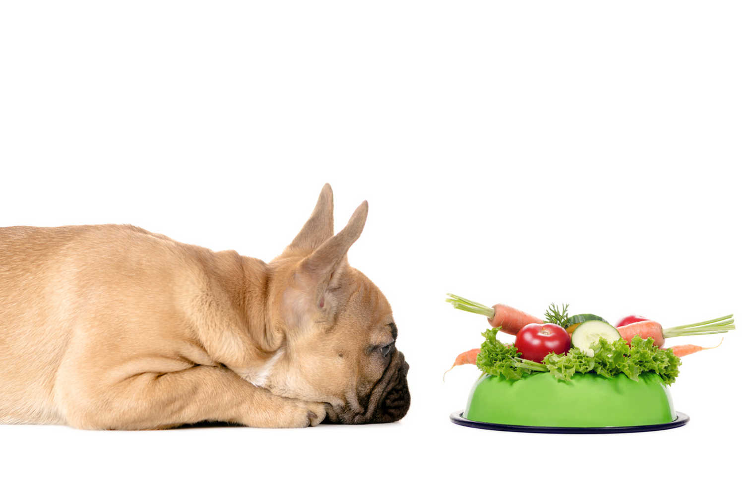 Boosting Pet Allergy Relief: The Power of Probiotics