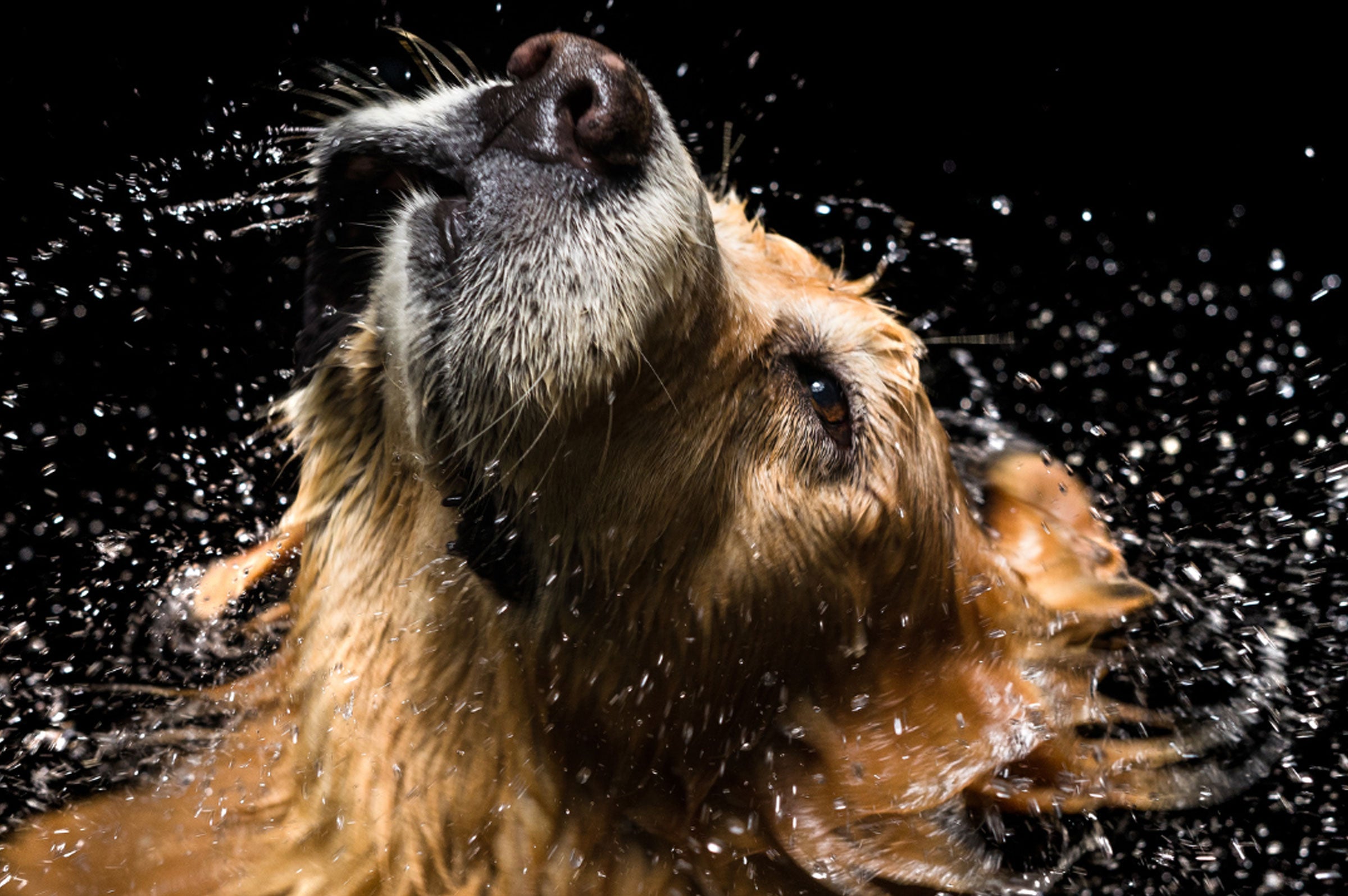 Black dog with beautiful glossy coat thanks to argan oil surrounded by fall leaves