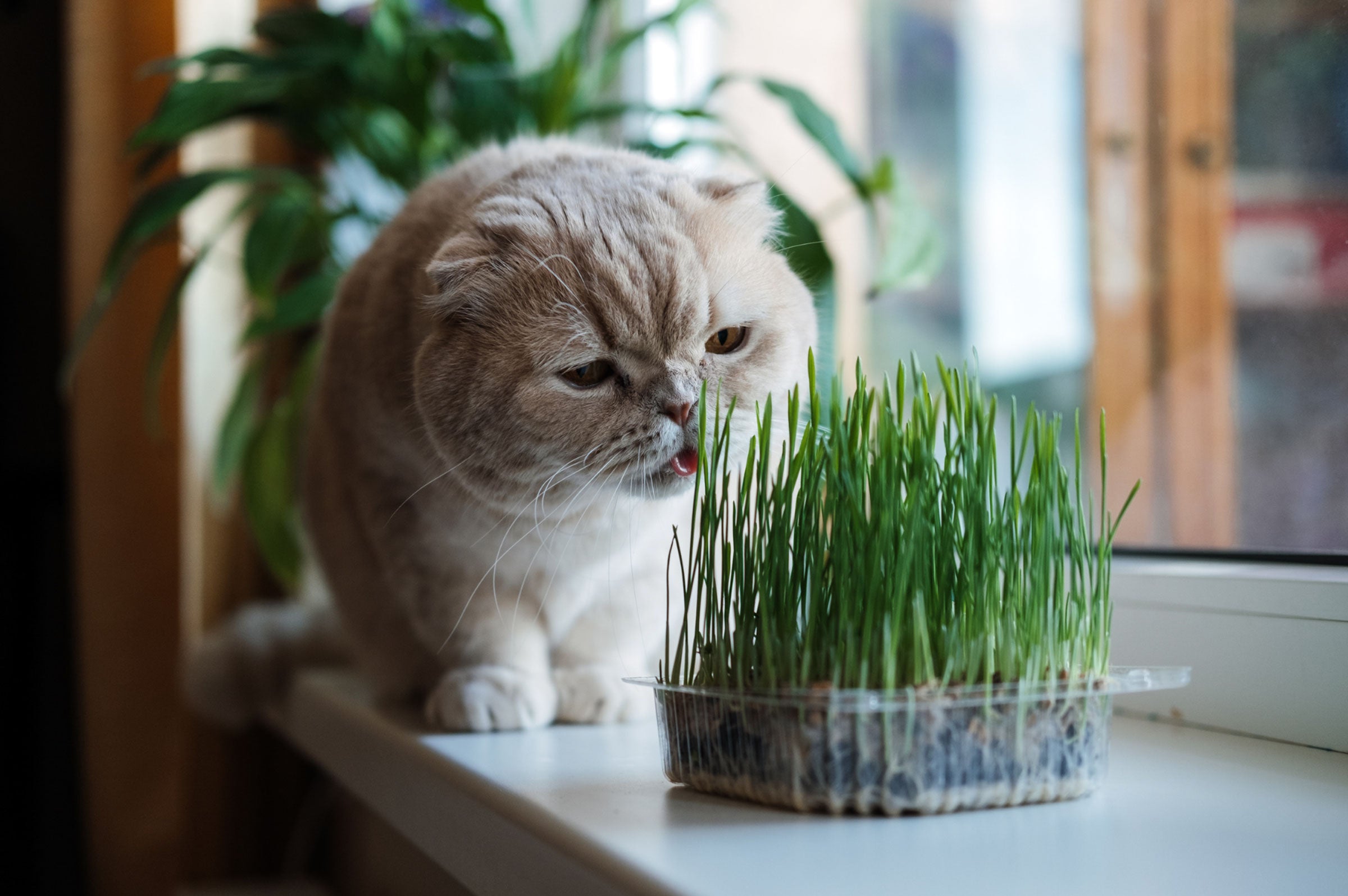 Nutritional Strategies to Combat Age-Related Ailments