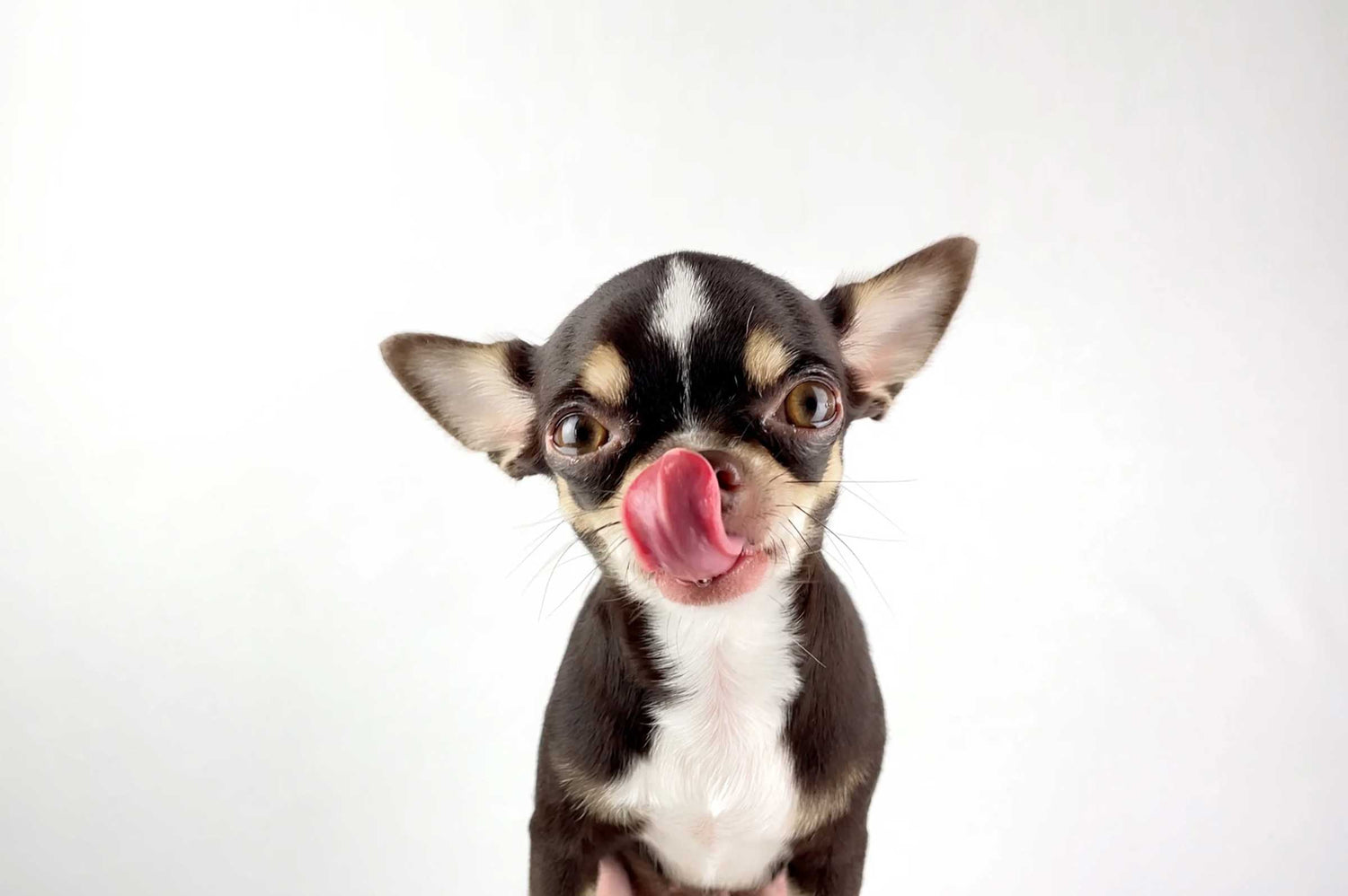 Why Pet Detox Isn’t the Best Option— 5 Better Ways to Support Your Pet’s Health