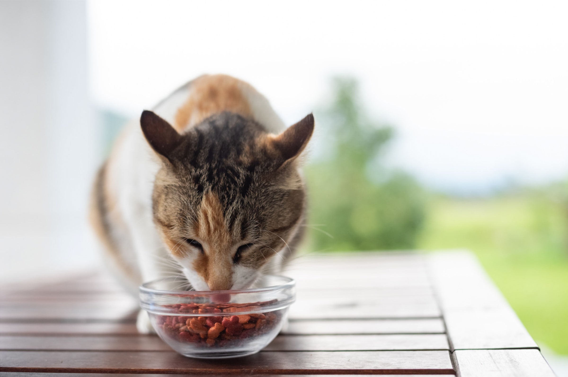 Are All Pet Supplement Ingredients Safe for My Furry Friend?