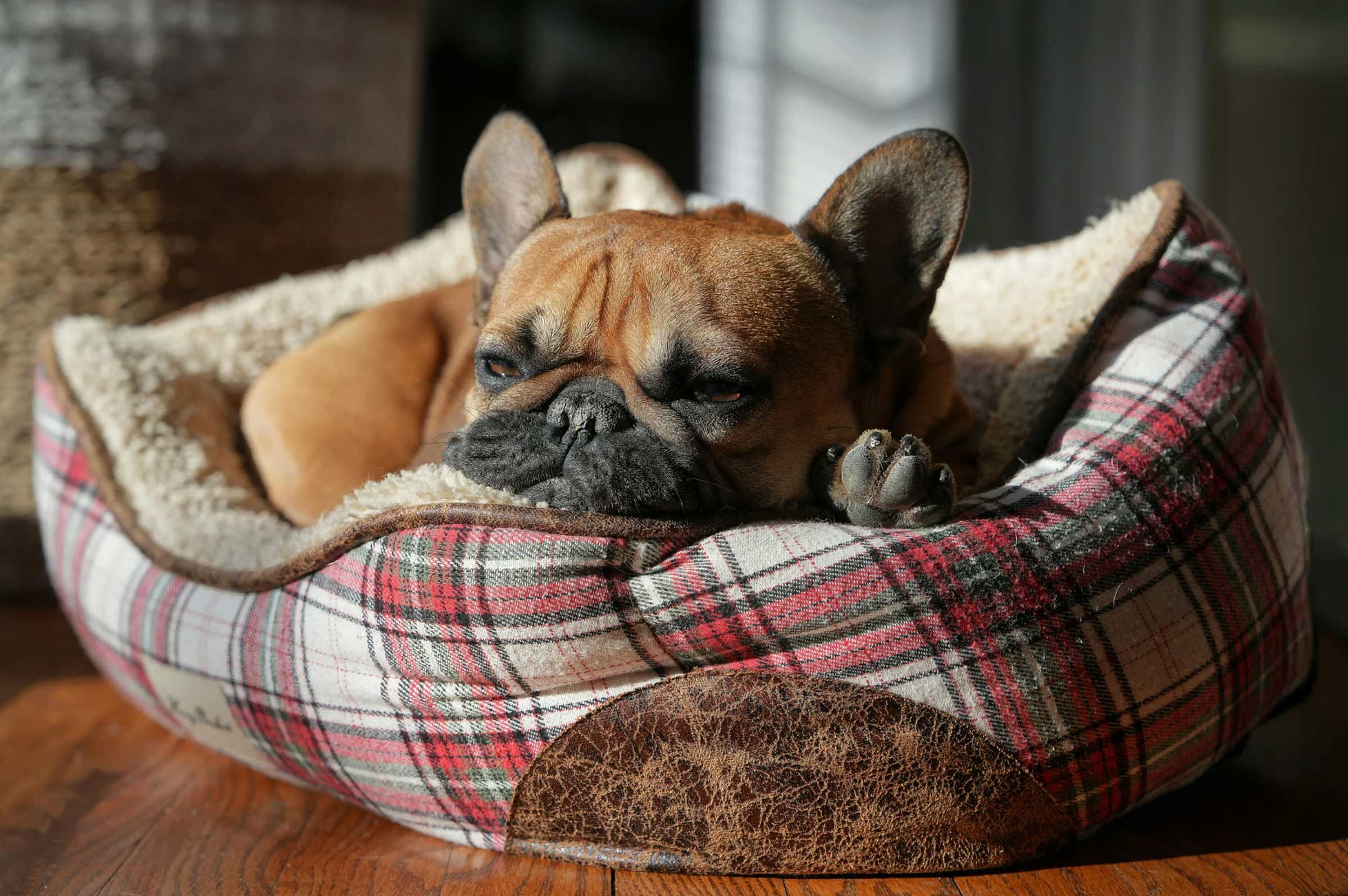 Are Supplements Necessary for Indoor Dogs?