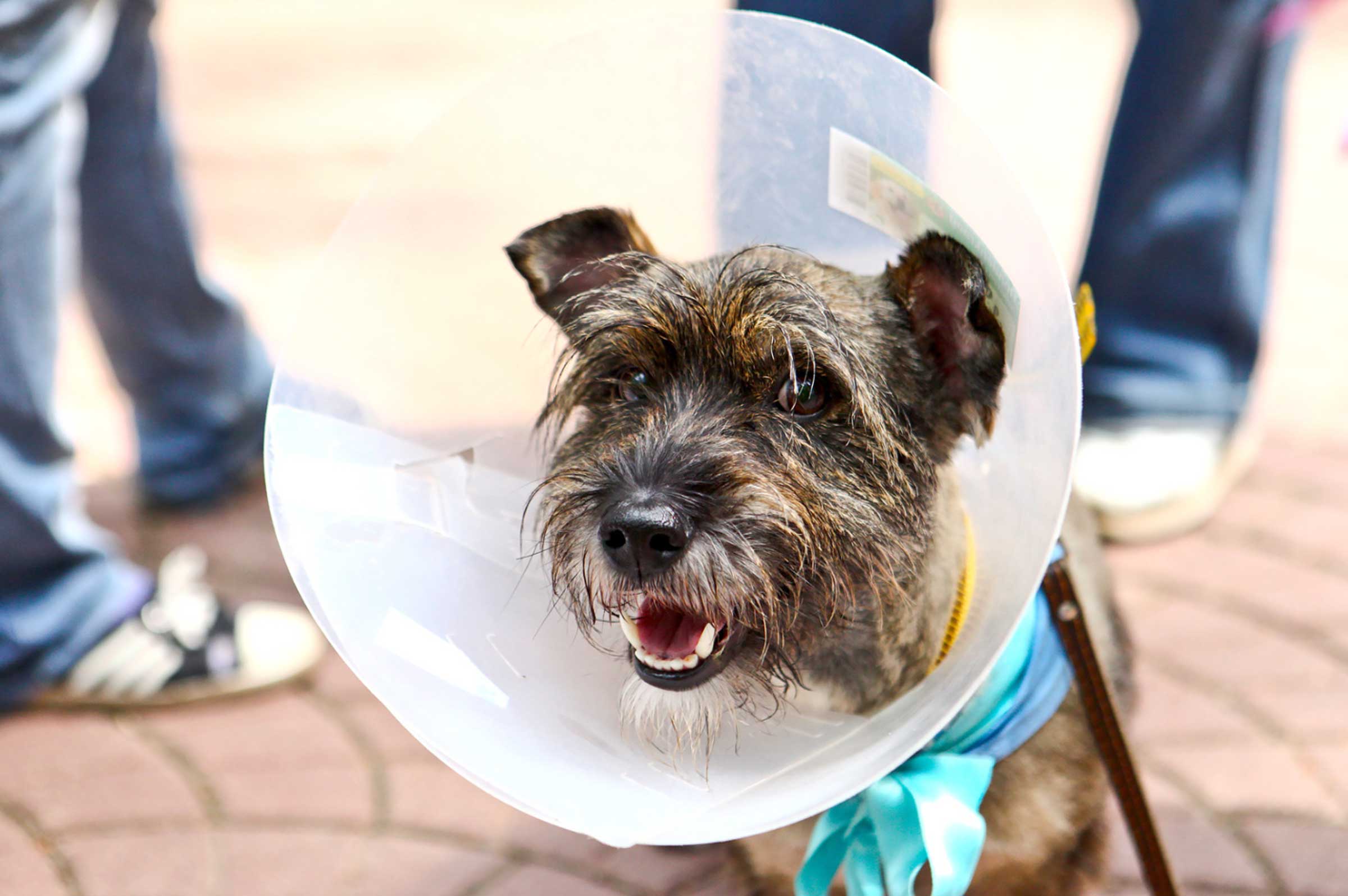 Spaying and Neutering Dogs: Health Benefits & Essential Supplements