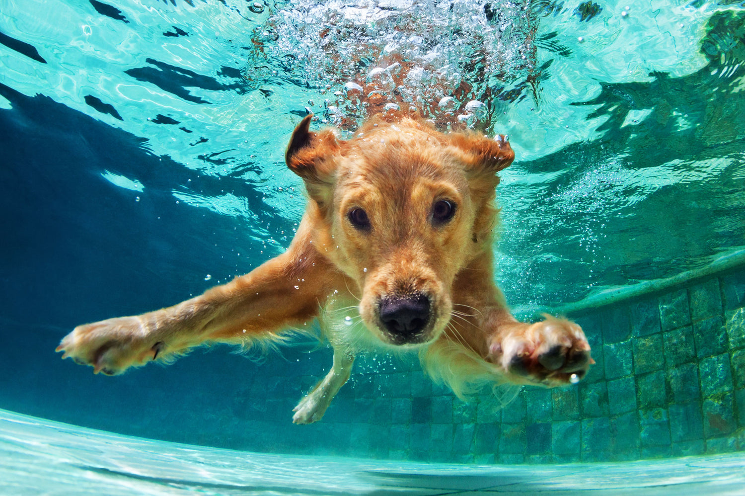 Two people on bicycles surrounded by 20 running dogs who have great joint health thanks to hyaluronic acid