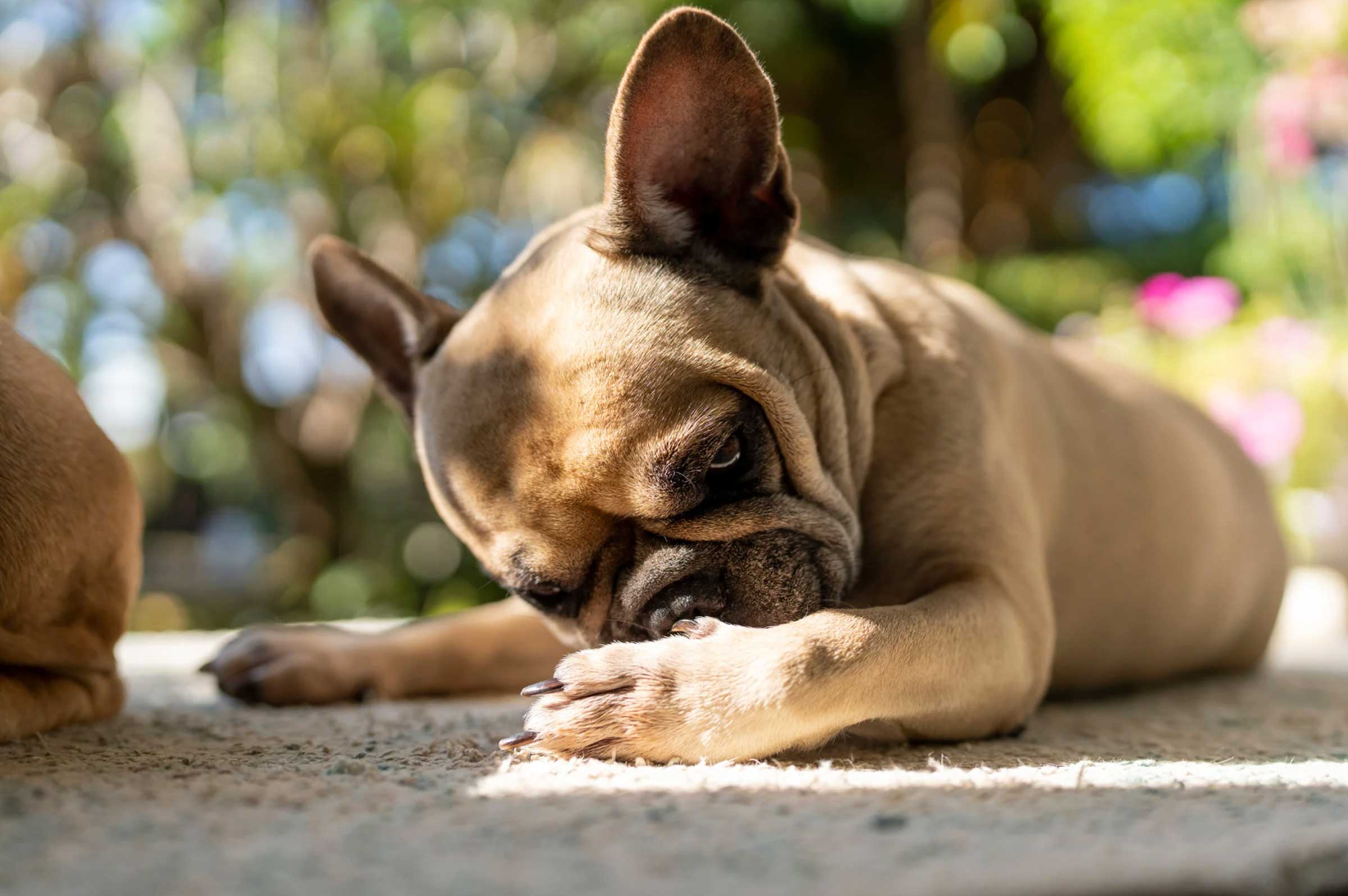 Can Probiotics Calm Your Dog’s Itchy Skin? Here’s What Science Says