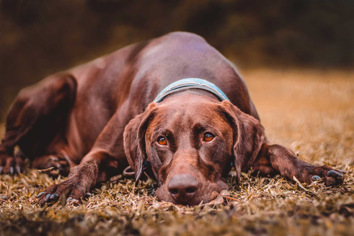 Signs of Pain to Look For in Dogs