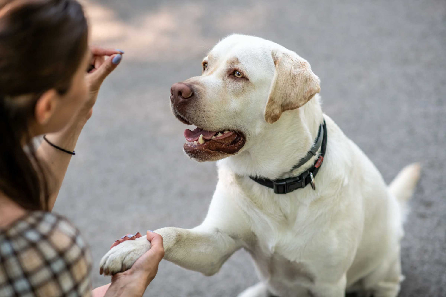 Ease Dog Joint Pain with Turmeric & Mussels: Natural Joint Helpers That Really Work