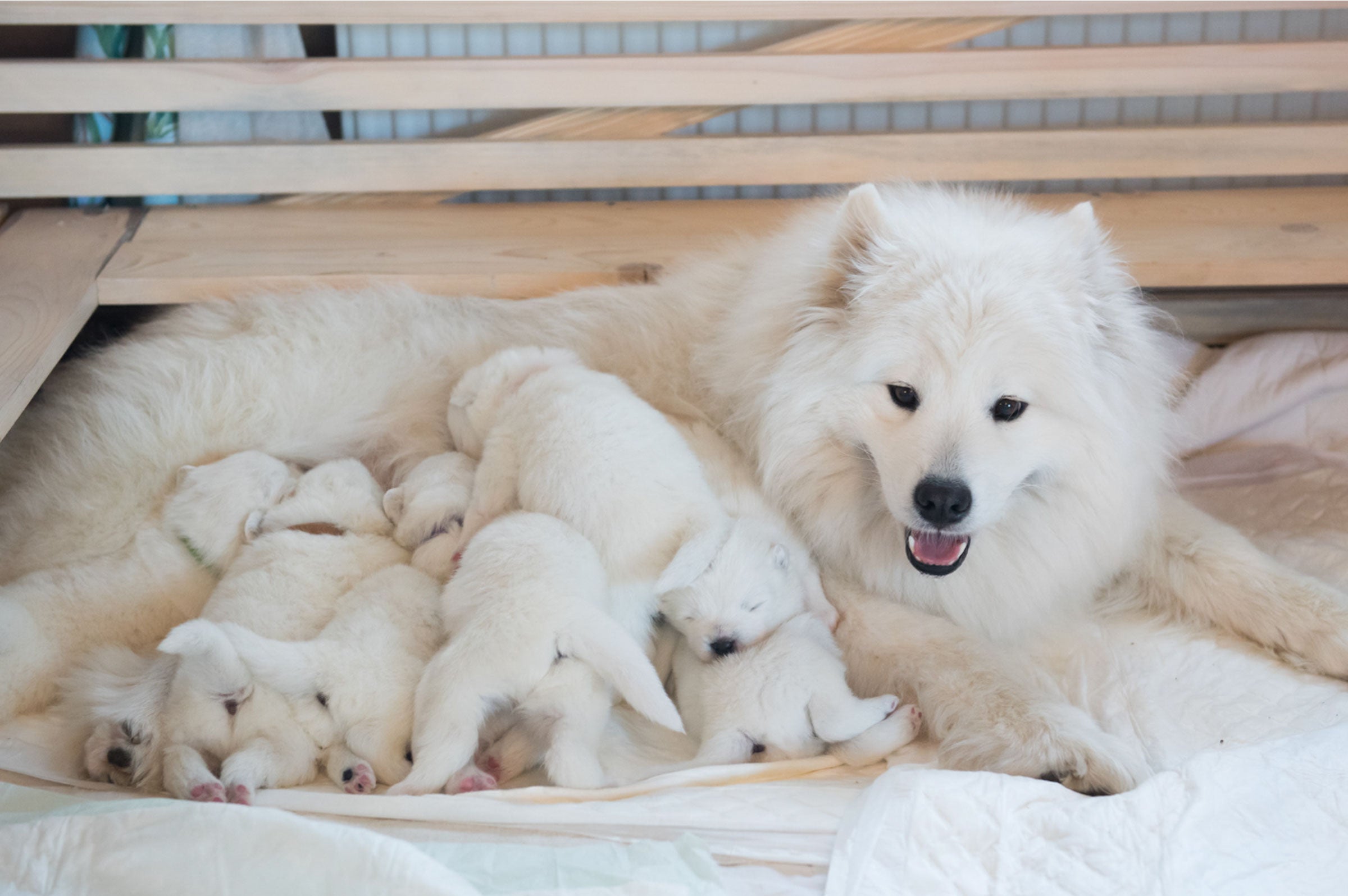 Finding Fido: A Guide to Choosing a Reputable Dog Breeder