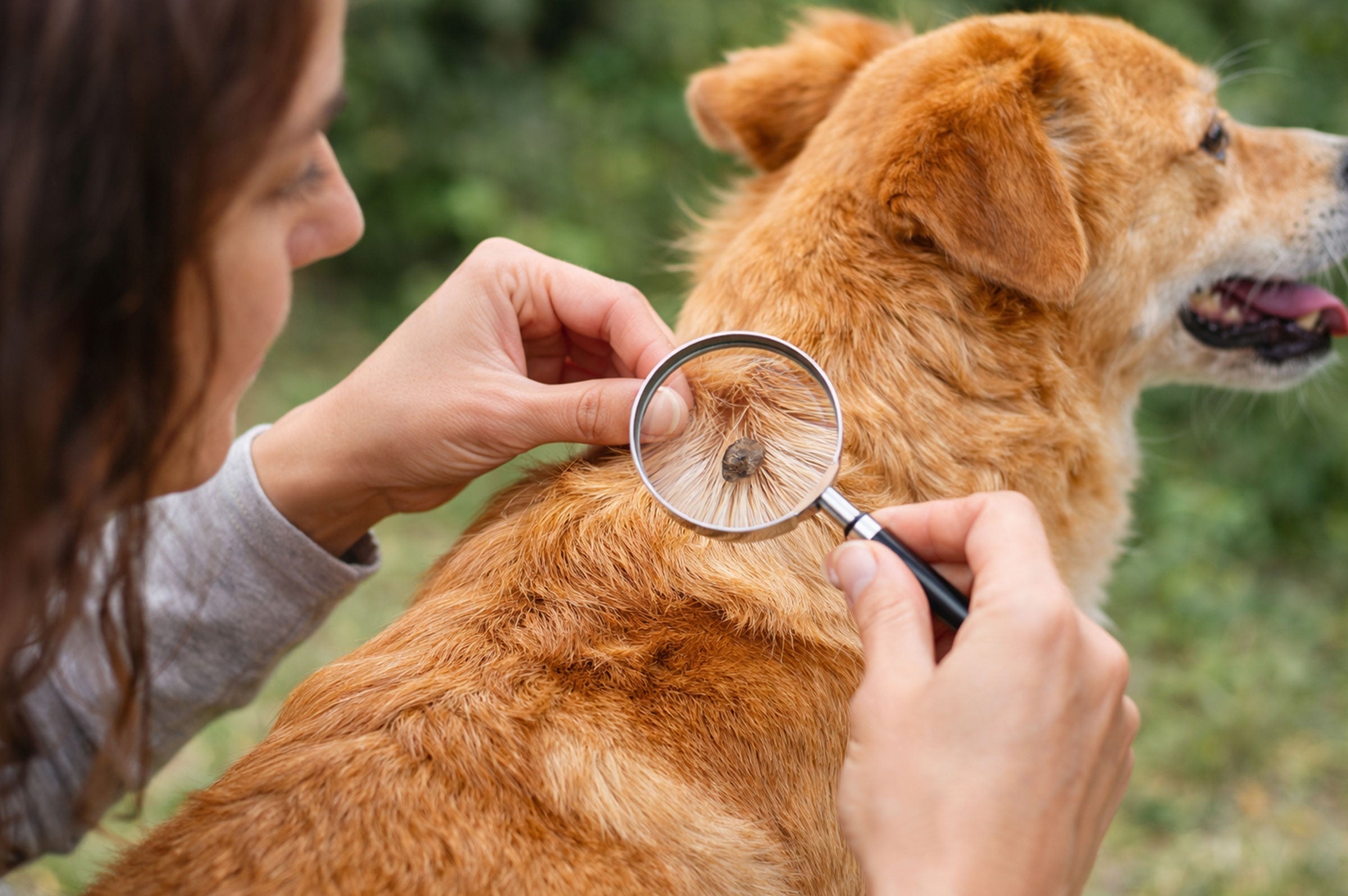 Are Natural Flea and Tick Treatments for Pets Actually Effective?