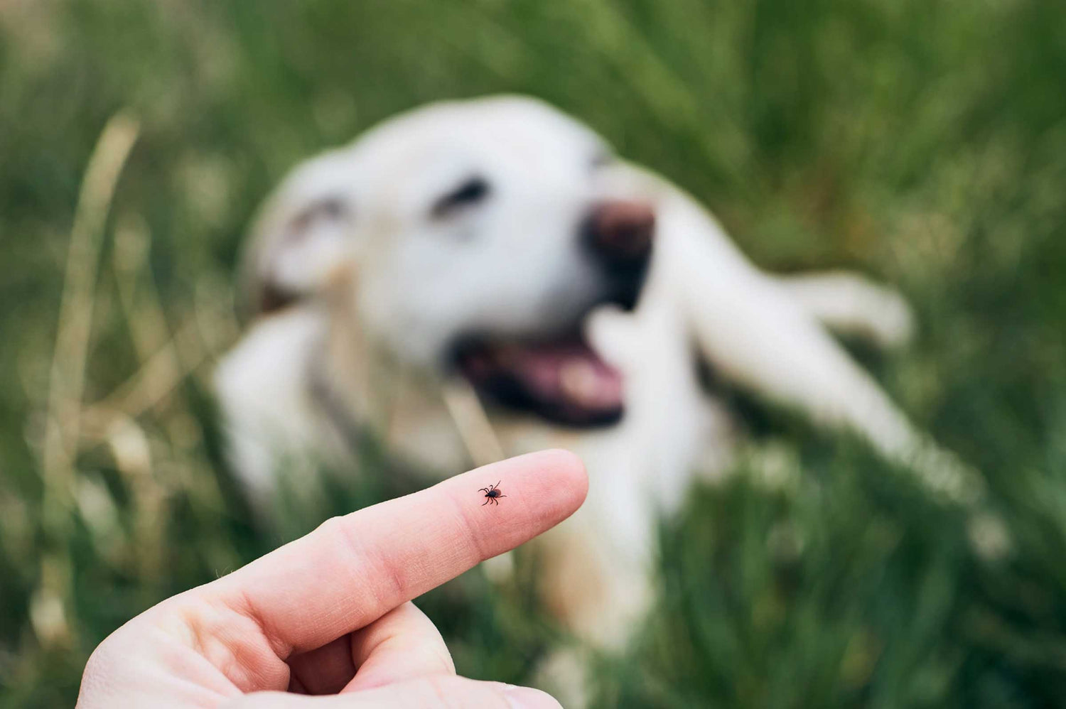 Worried About Ticks? Natural Ways to Protect Your Dog This Summer