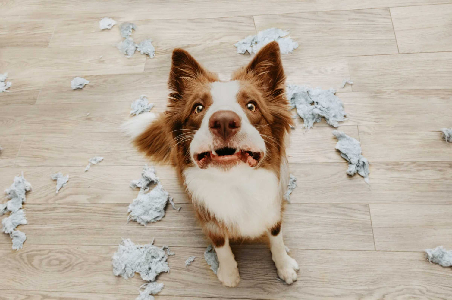 Probiotics for Dog Anxiety: Natural Support for a Calmer Pup