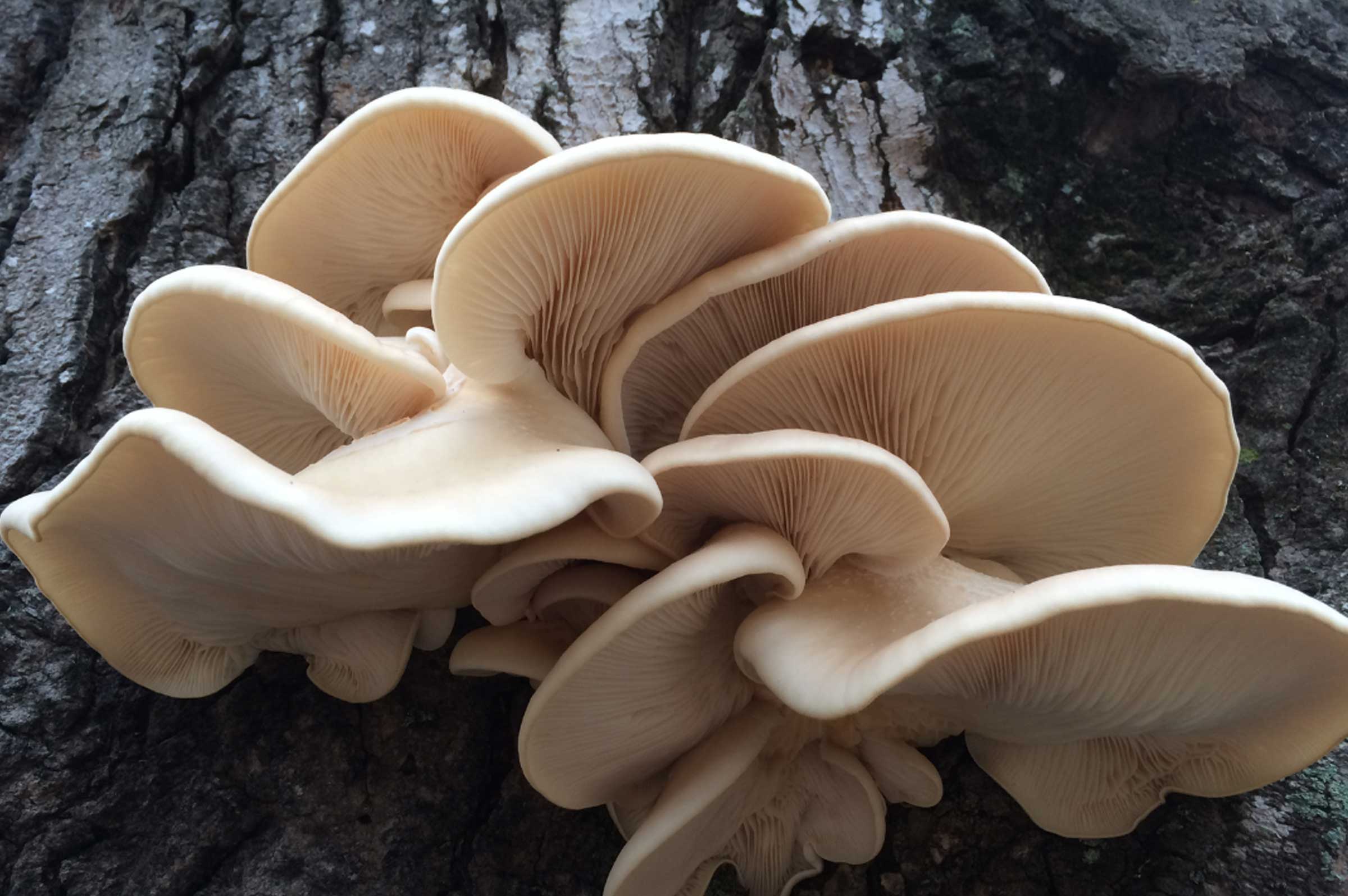 Maitake Mushrooms for Dogs & Cats: Immune & Digestive Support