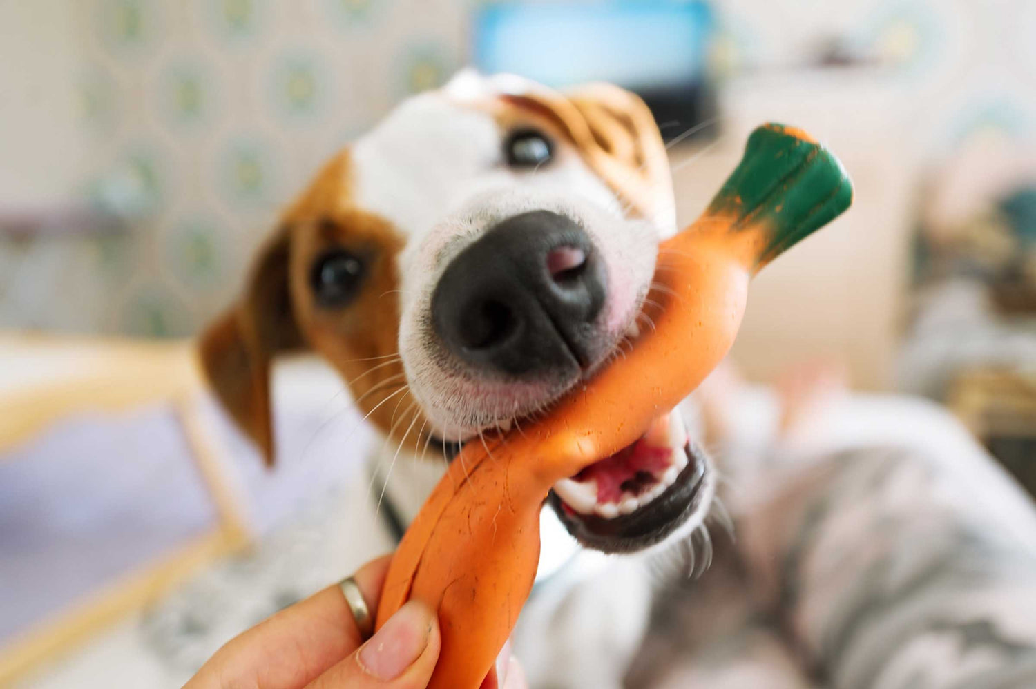 Vitamin A: The Secret Ingredient for Pet Immune Support