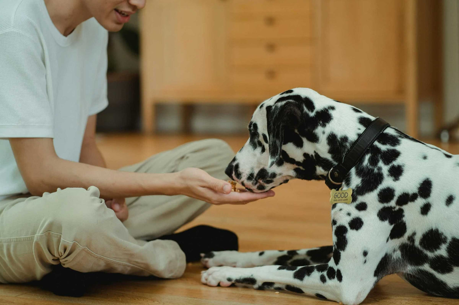 CBD for Dogs in Pain: What It Can Do—And Why It’s Not Enough on Its Own