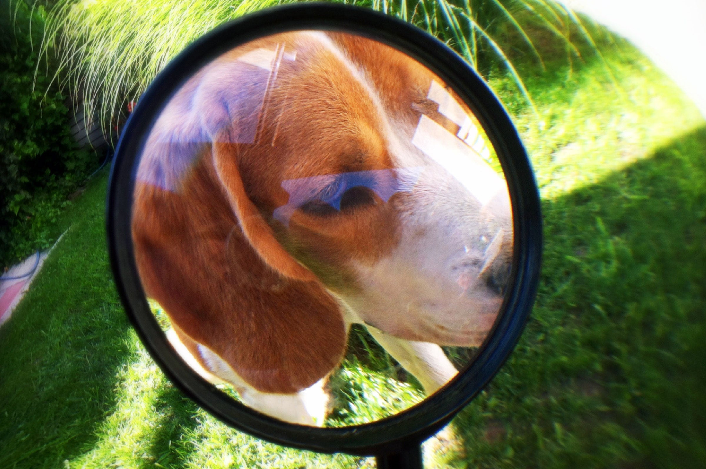 Dealing with the Itchy Situation: What to Do if Your Dog Gets Fleas