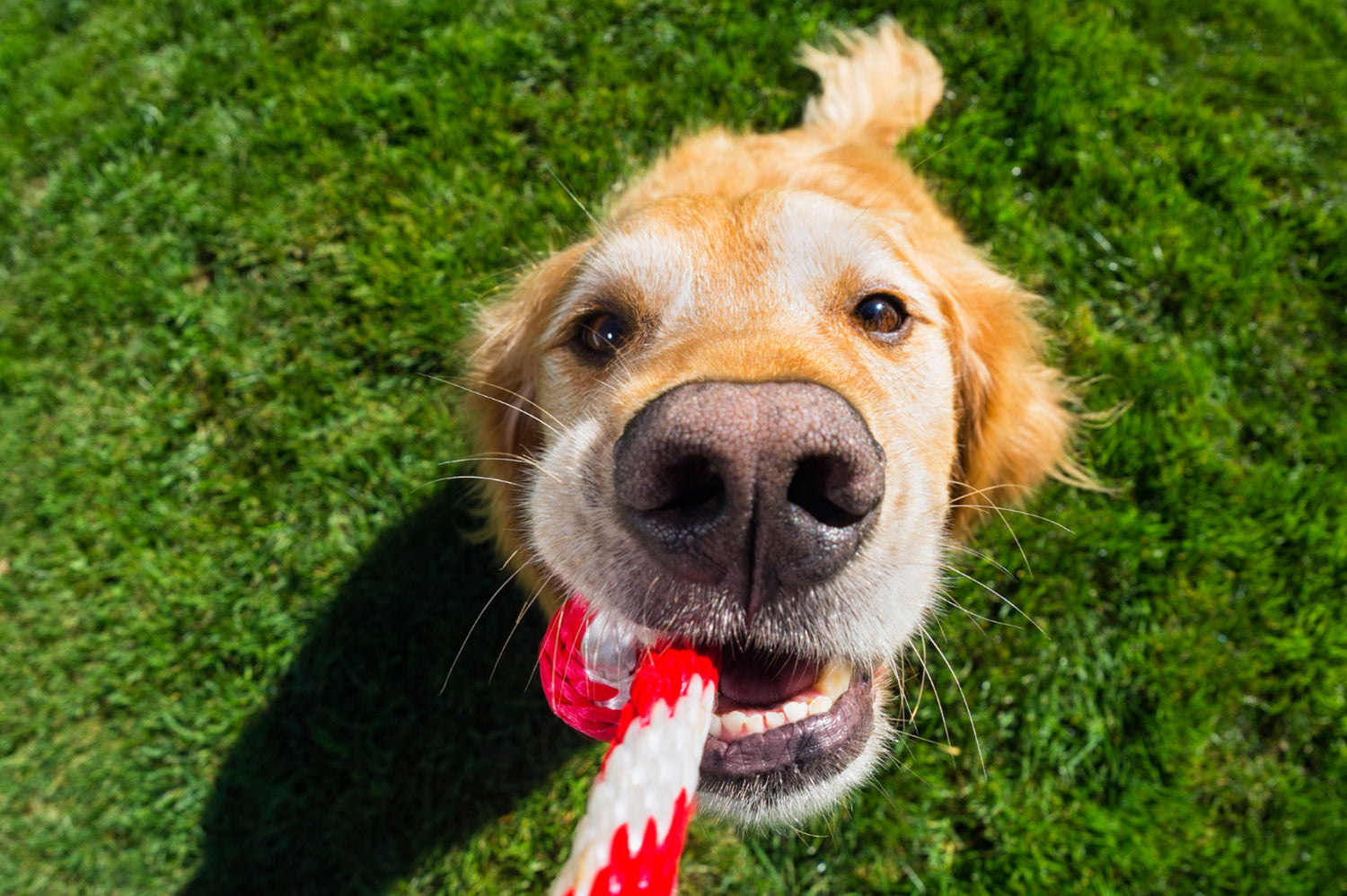 Unleashing Solutions: Tackling Leash Aggression in Dogs