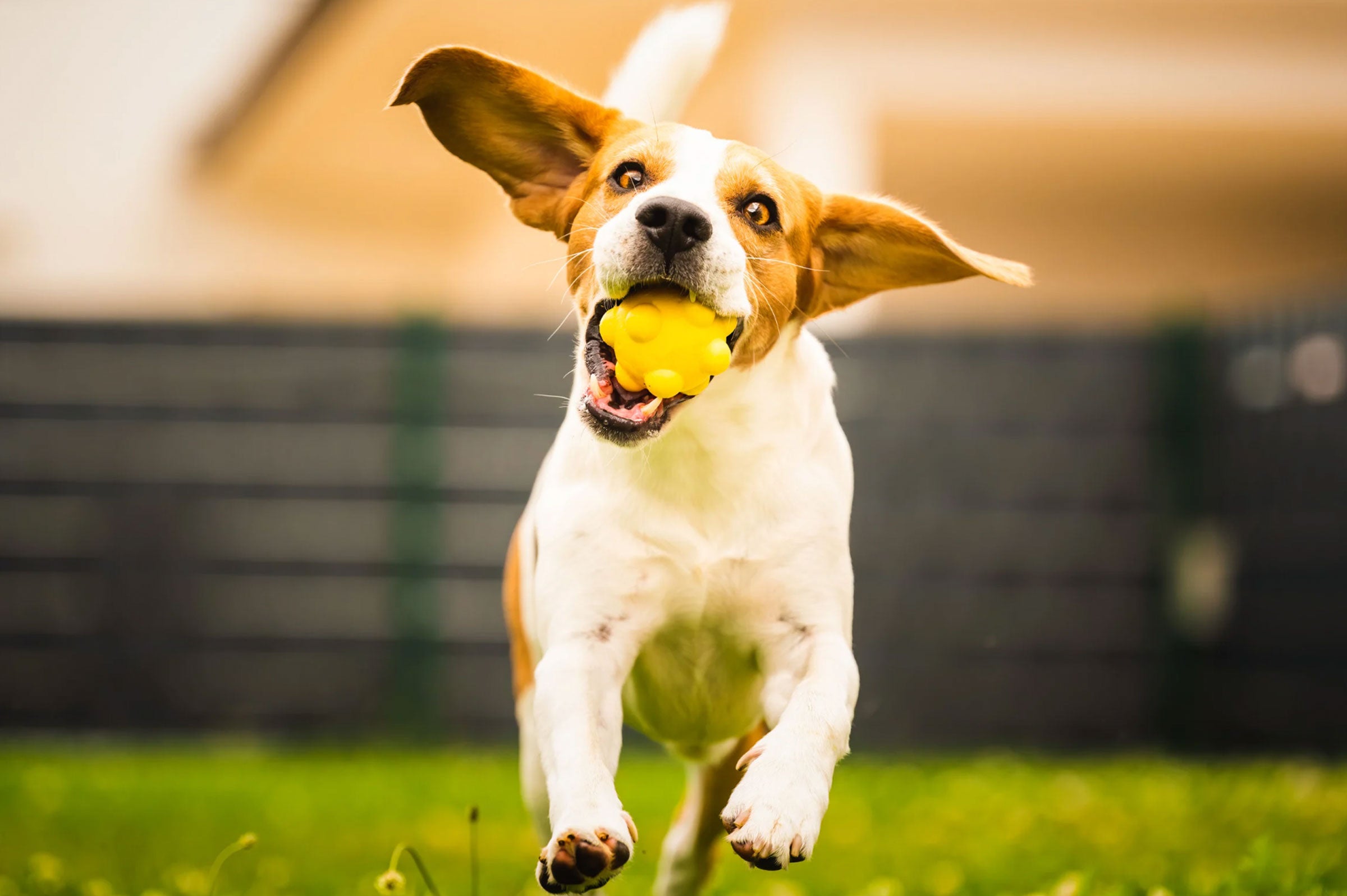 Spotting the Signs Your Pet's Supplements Are Working