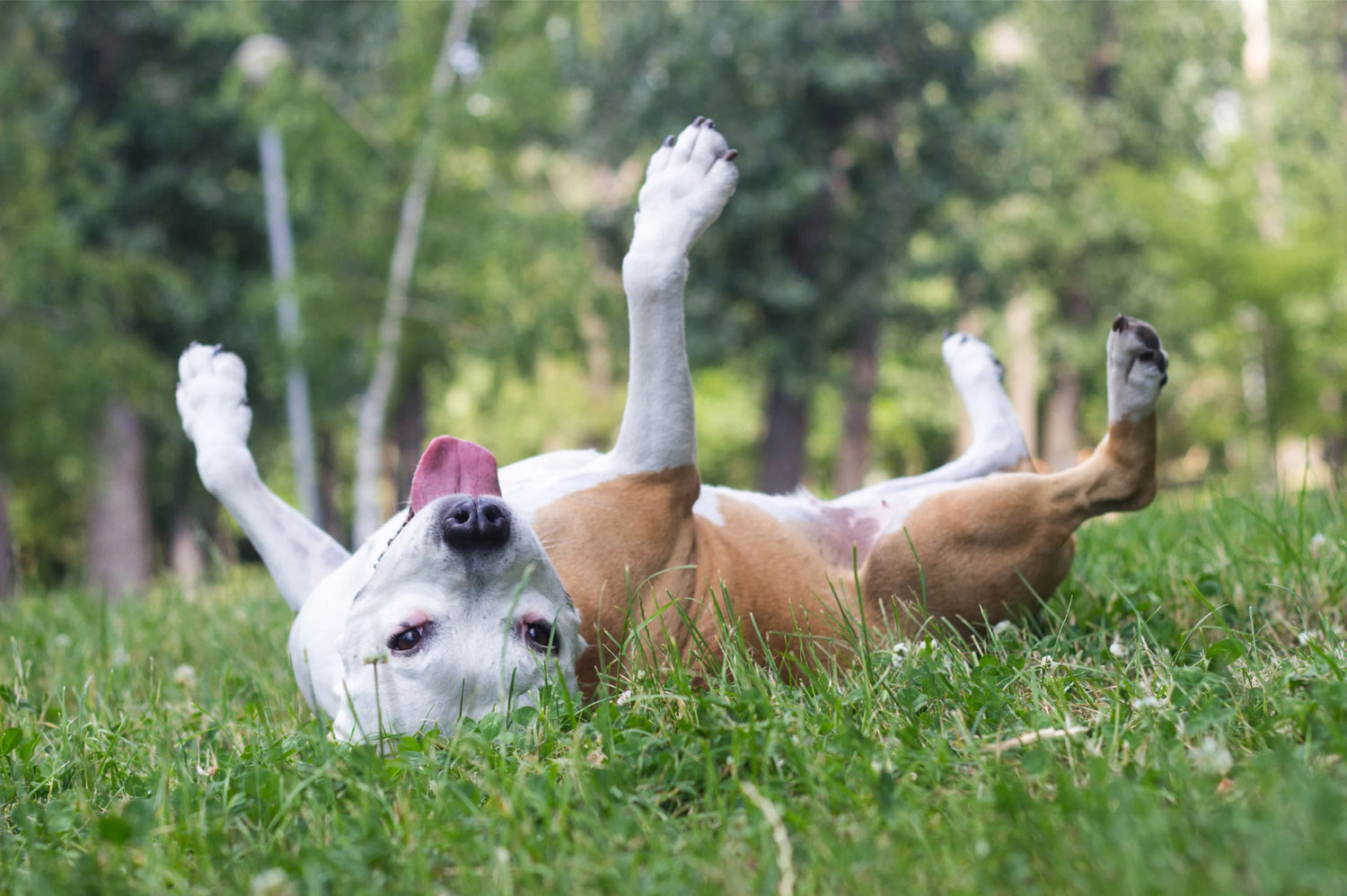 Understanding Seasonal Allergies in Pets: Causes, Symptoms, and Treatment
