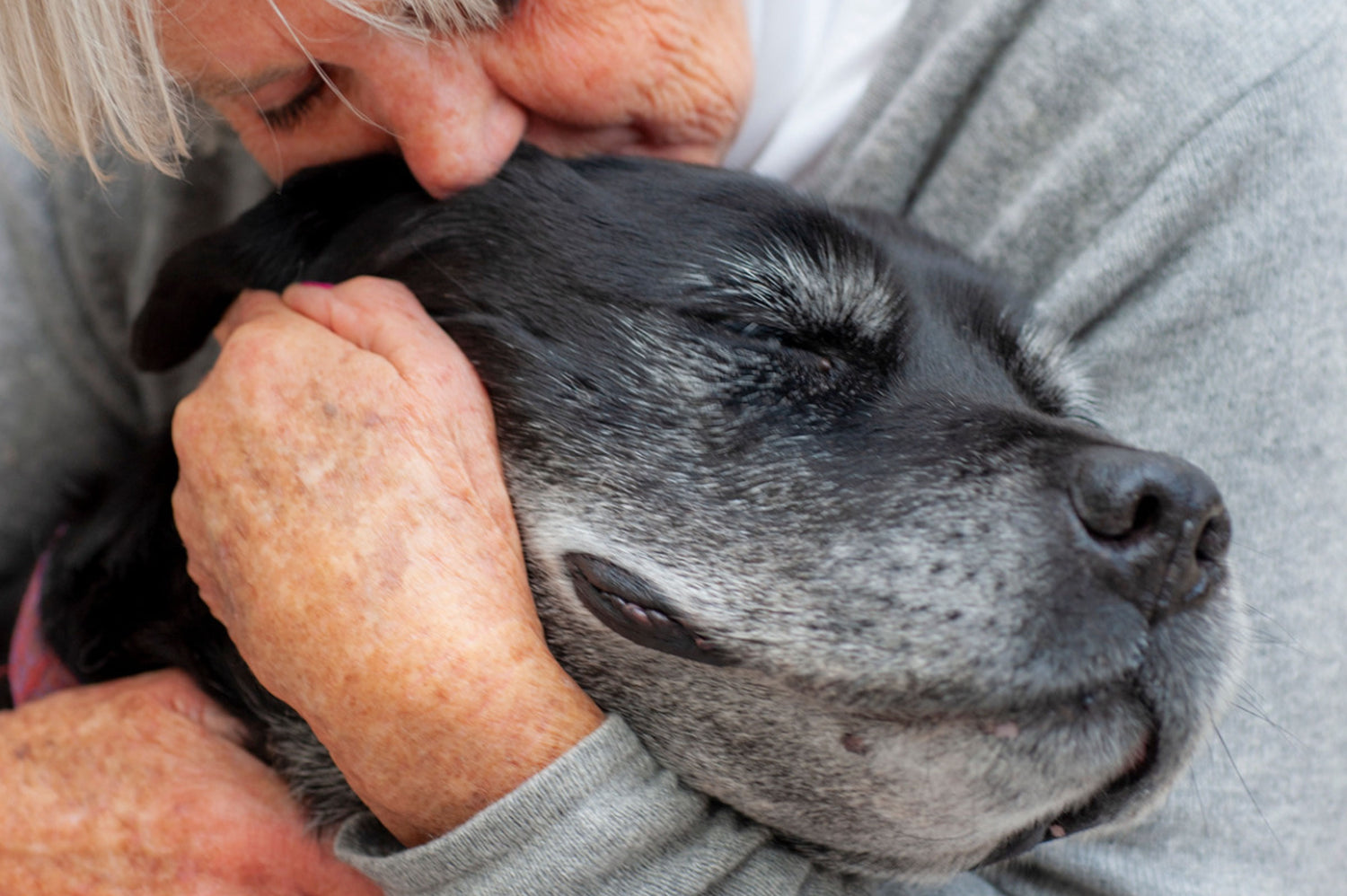 Making the Difficult Decision: When It's Time to Consider Euthanasia