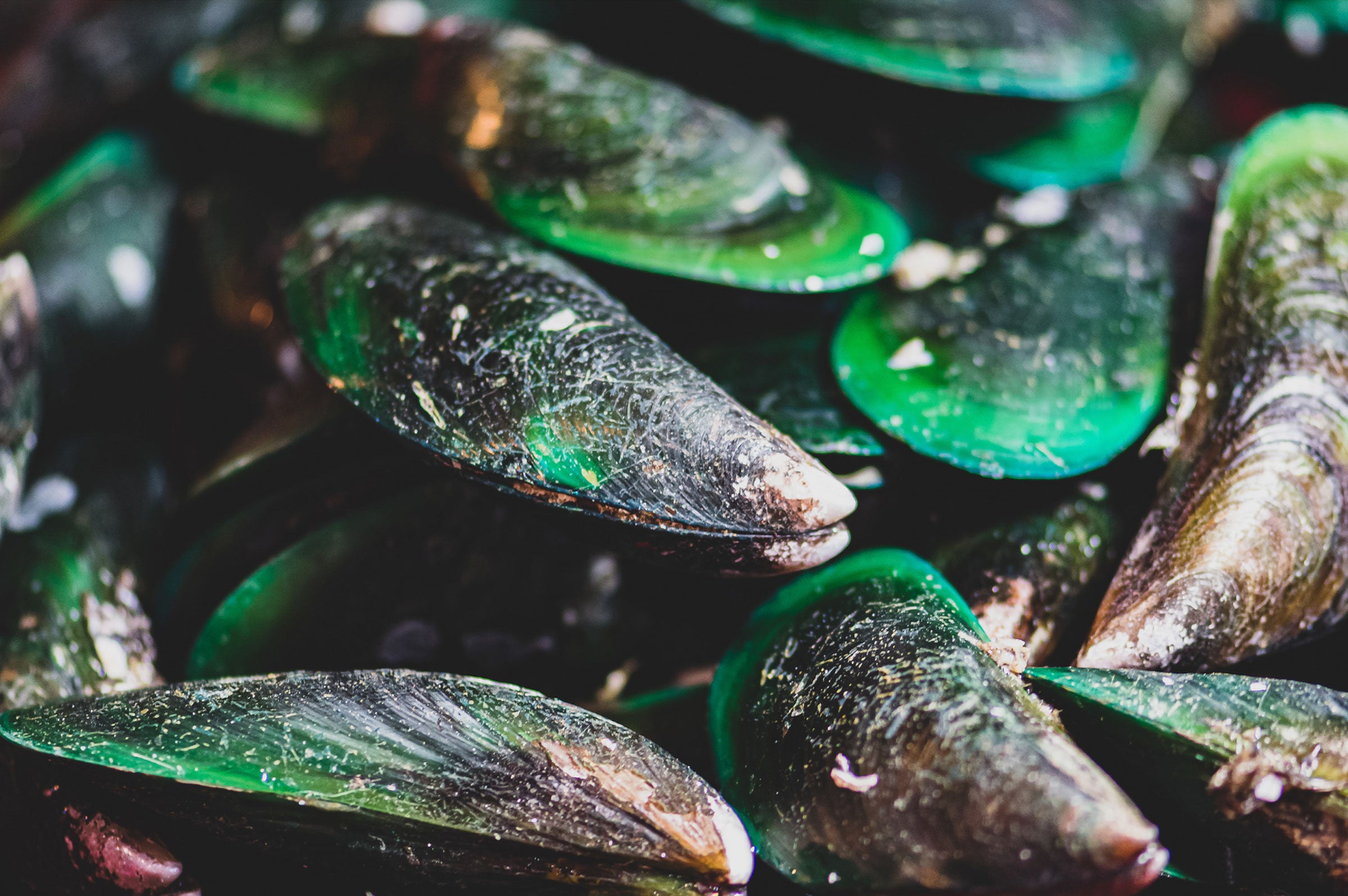 The Power of the Sea: Green-Lipped Mussels Can Boost Your Pet's Health