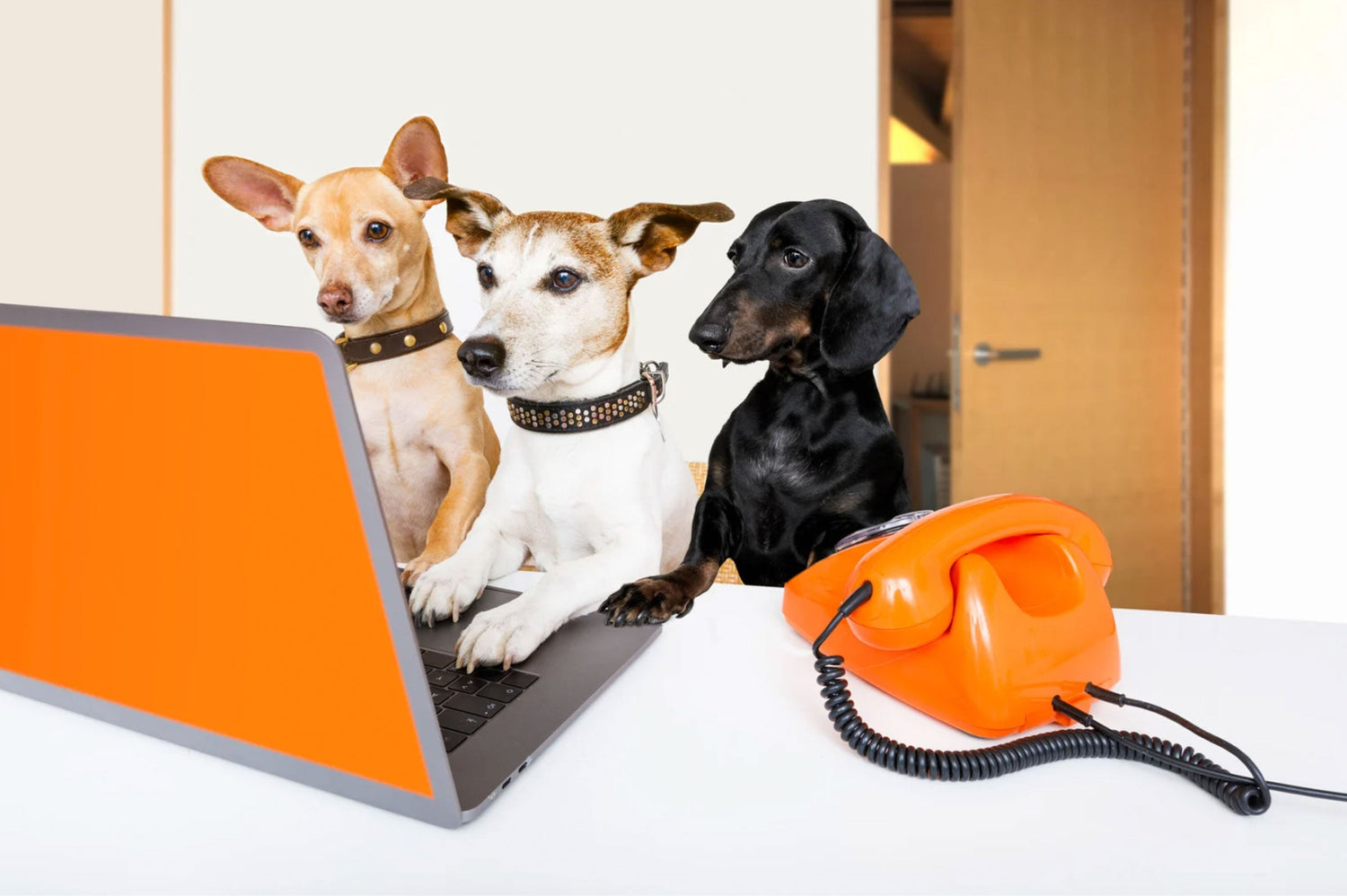 Helping Your Shy Pup Make New Fur-iends