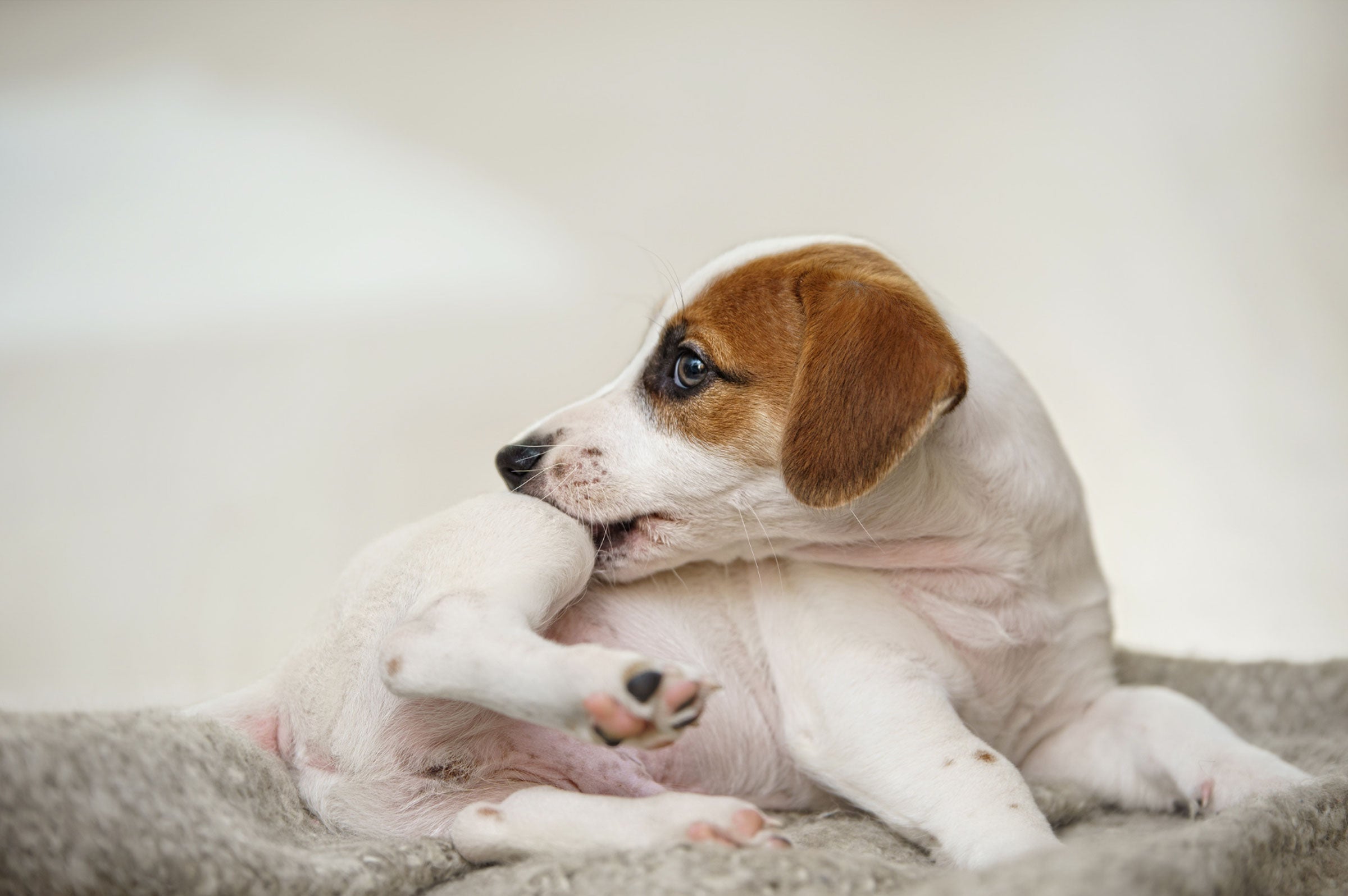 Fur Real: Unraveling Why Your Dog Chews Their Own Coat