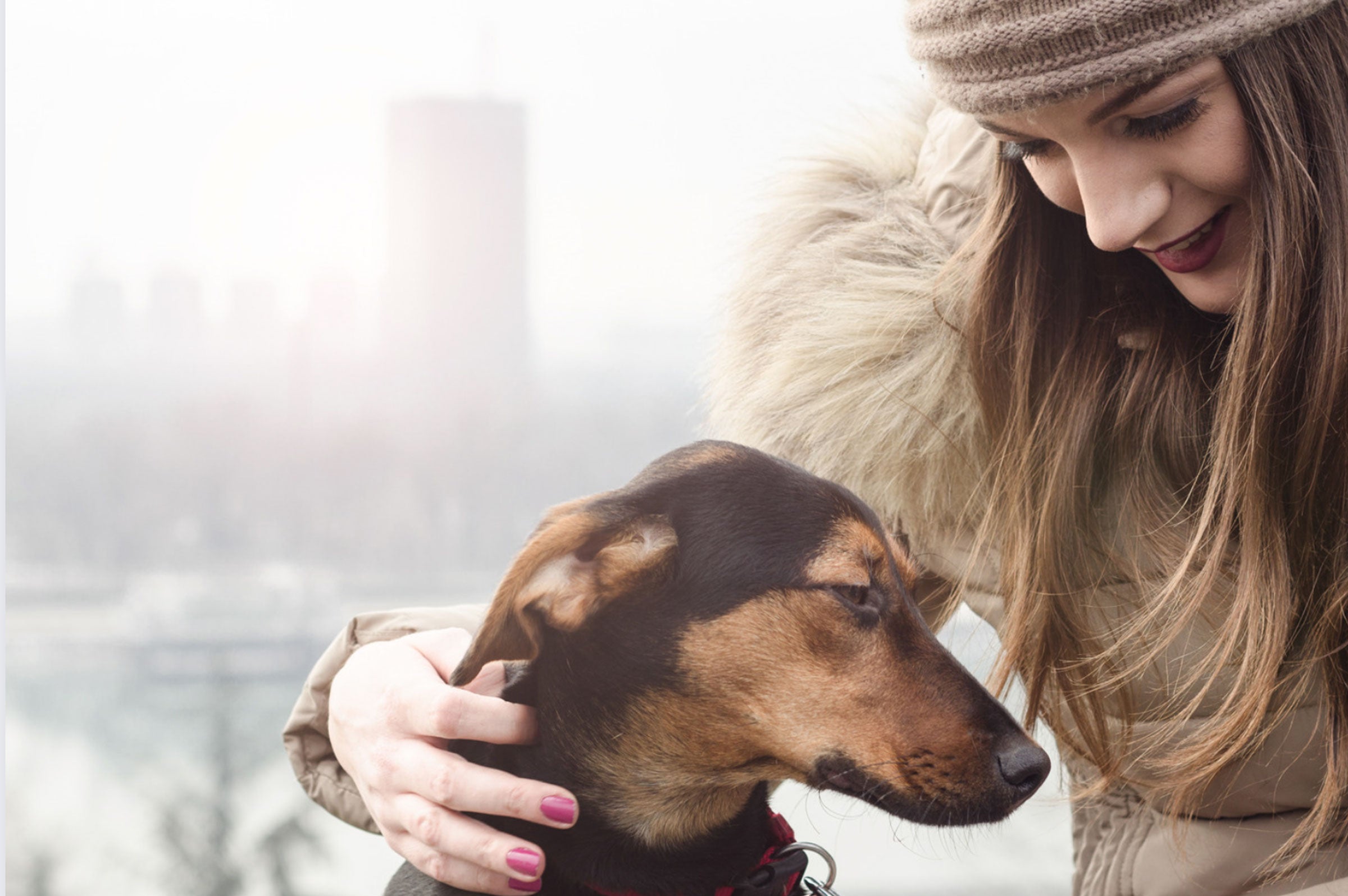 Peaceful Paws: Navigating Introducing an Aggressive Dog to Your Family