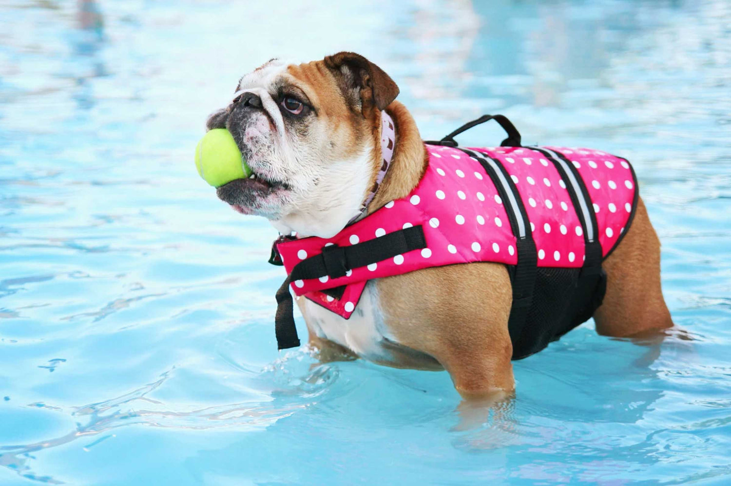 Keep Tails Wagging: Summer Hydration Tips Every Dog Parent Should Know