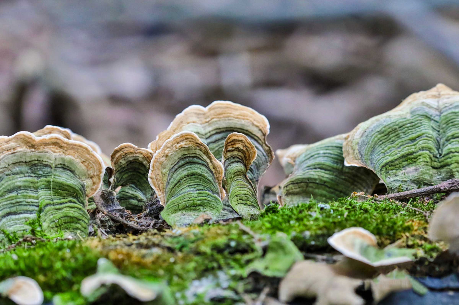 Turkey Tail Mushroom: A Natural Immune Support for Dogs and Cats