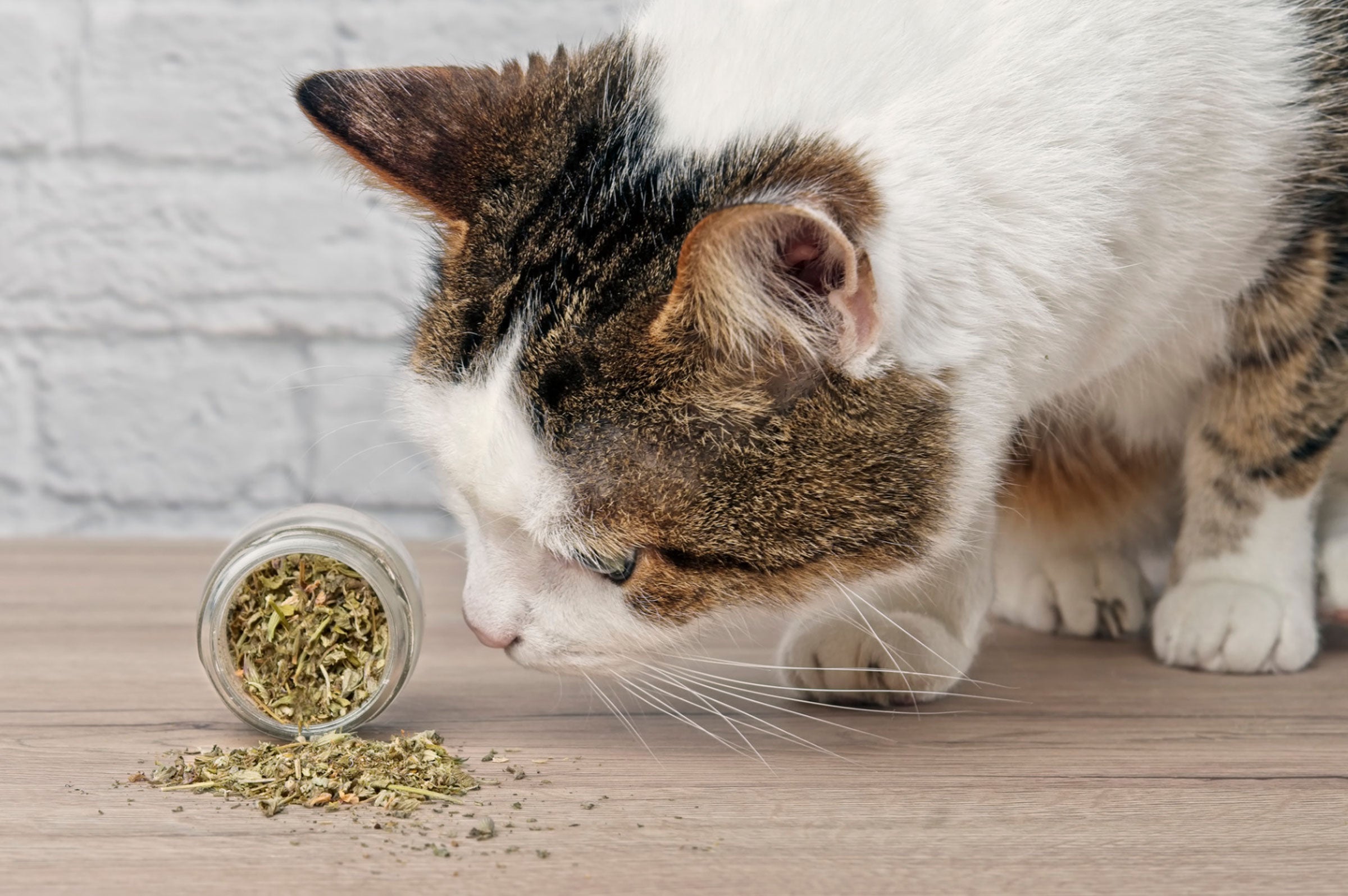 Navigating Catnip: How Much is Too Much for Your Feline Friend?