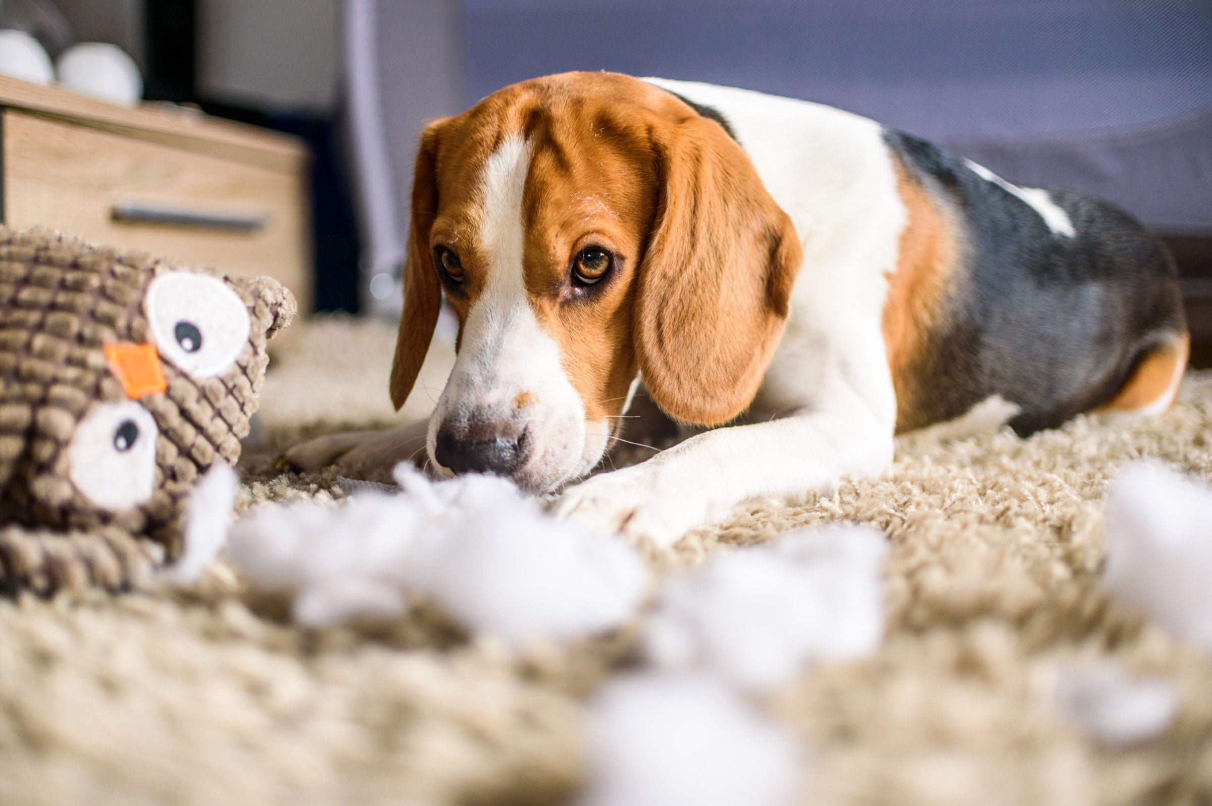 Chew on This: Unpacking the Reasons Behind Your Dog's Toy Takedown