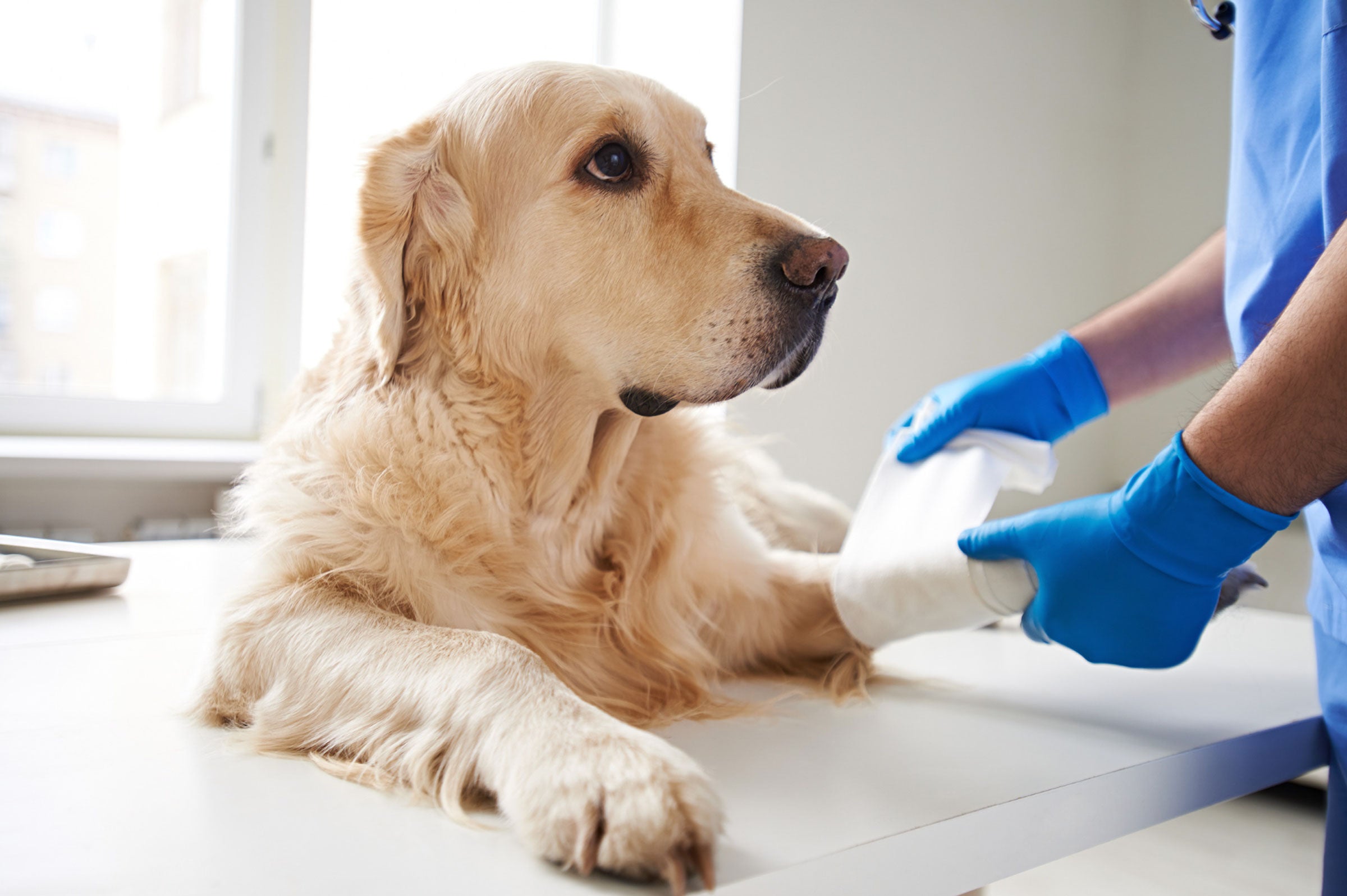 How Probiotics Can Help Your Pet's Pain Management Routine