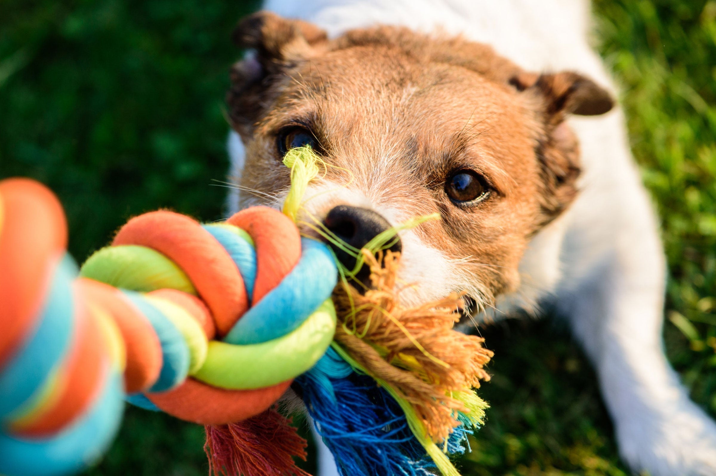 The Top 5 Most Stubborn Dog Breeds and Why You Might Want One