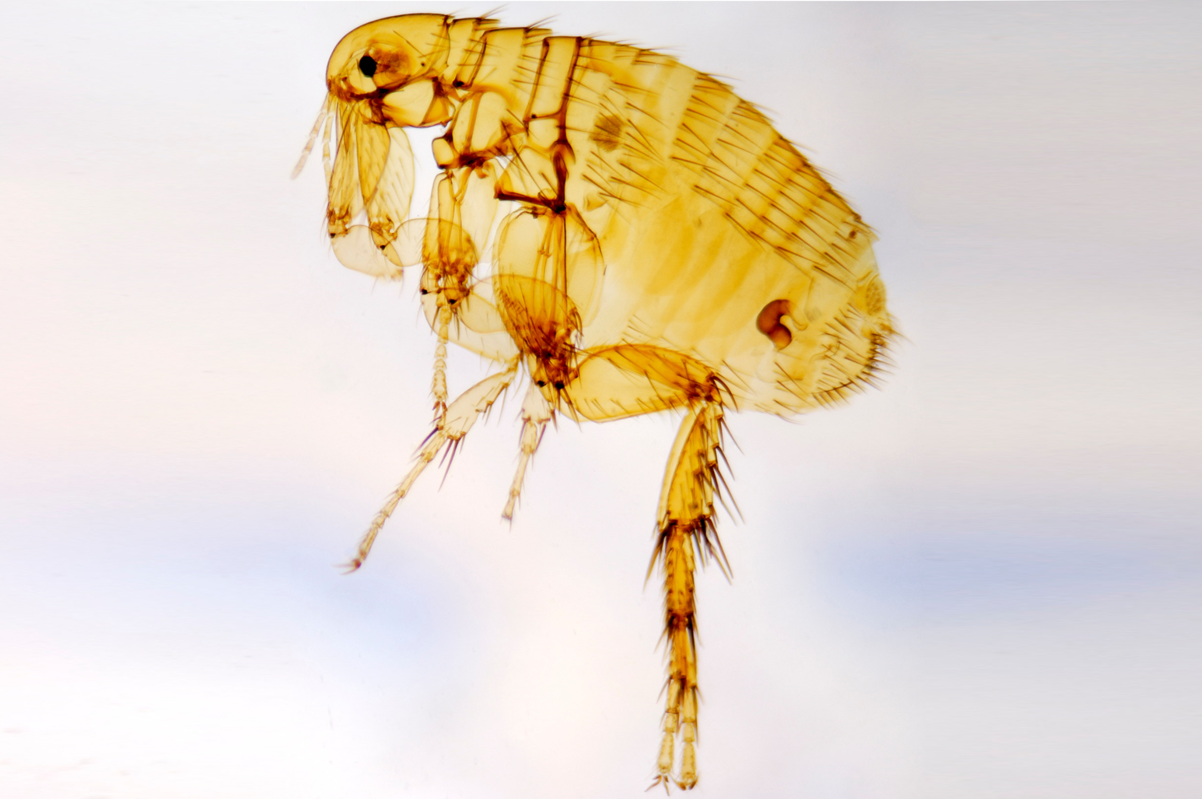 Say Goodbye to Fleas: Natural Ways to Keep Pets Itch-Free!