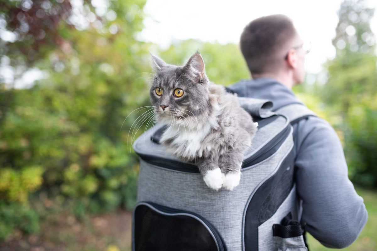 Beautiful view of Nervous Cat Travel Method Equipment