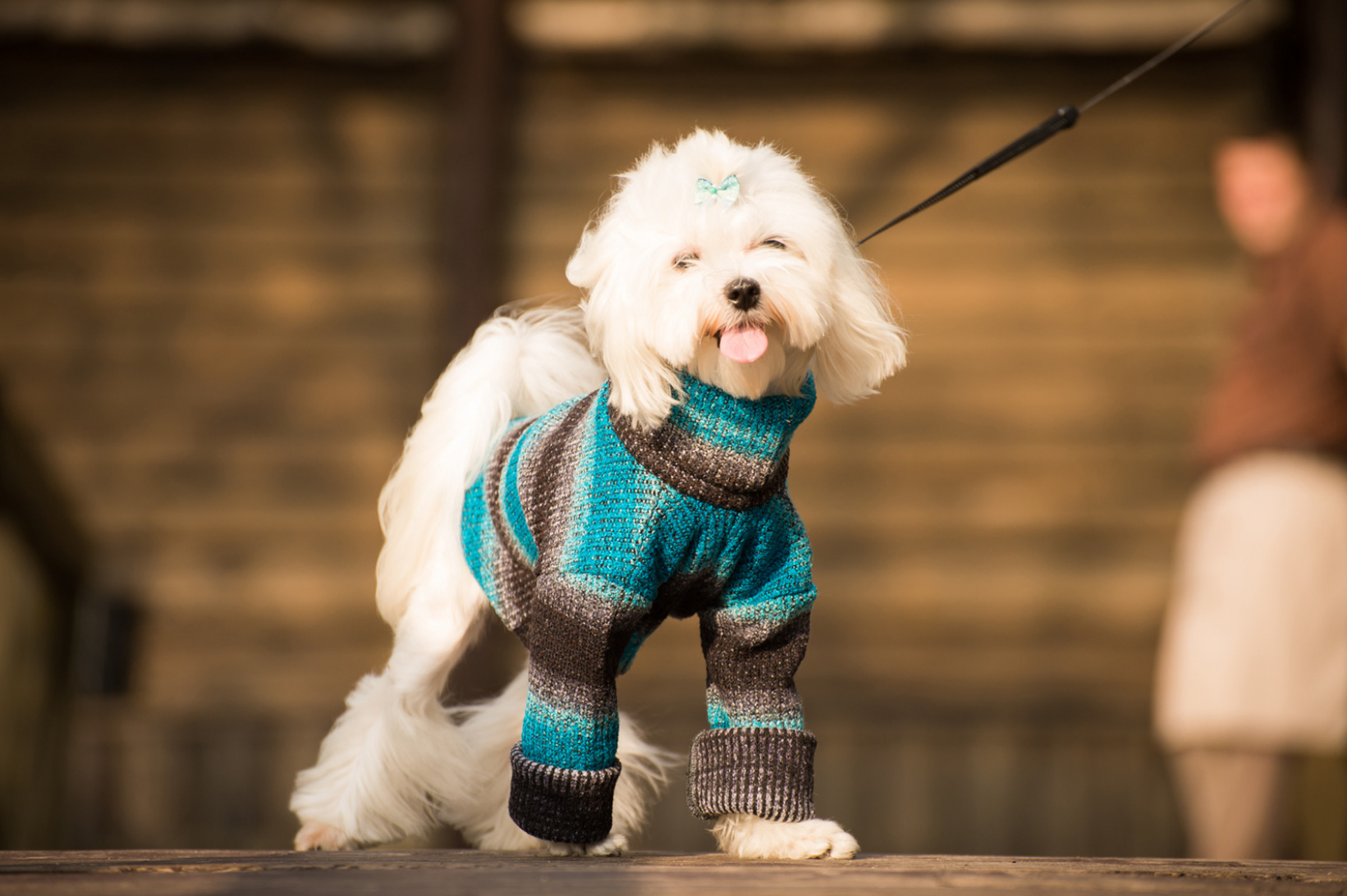 Seasonal Shifts: Keep Your Pets Healthy Through Weather Changes