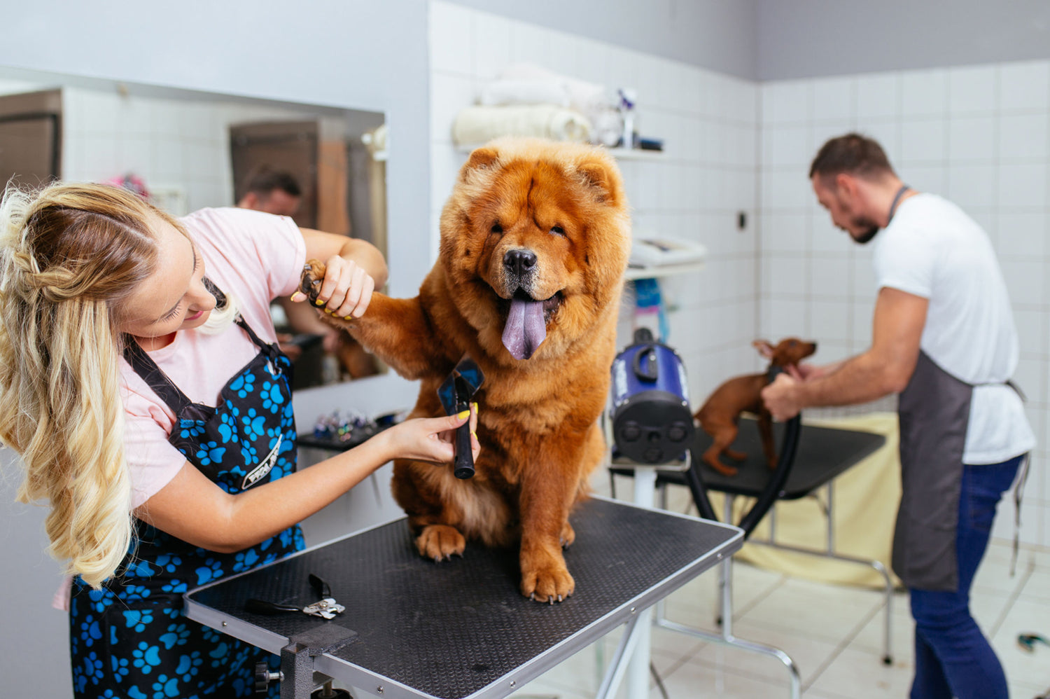 Spa Day or Not? How Often Should You Give Your Dog a "Spaw" Treatment?