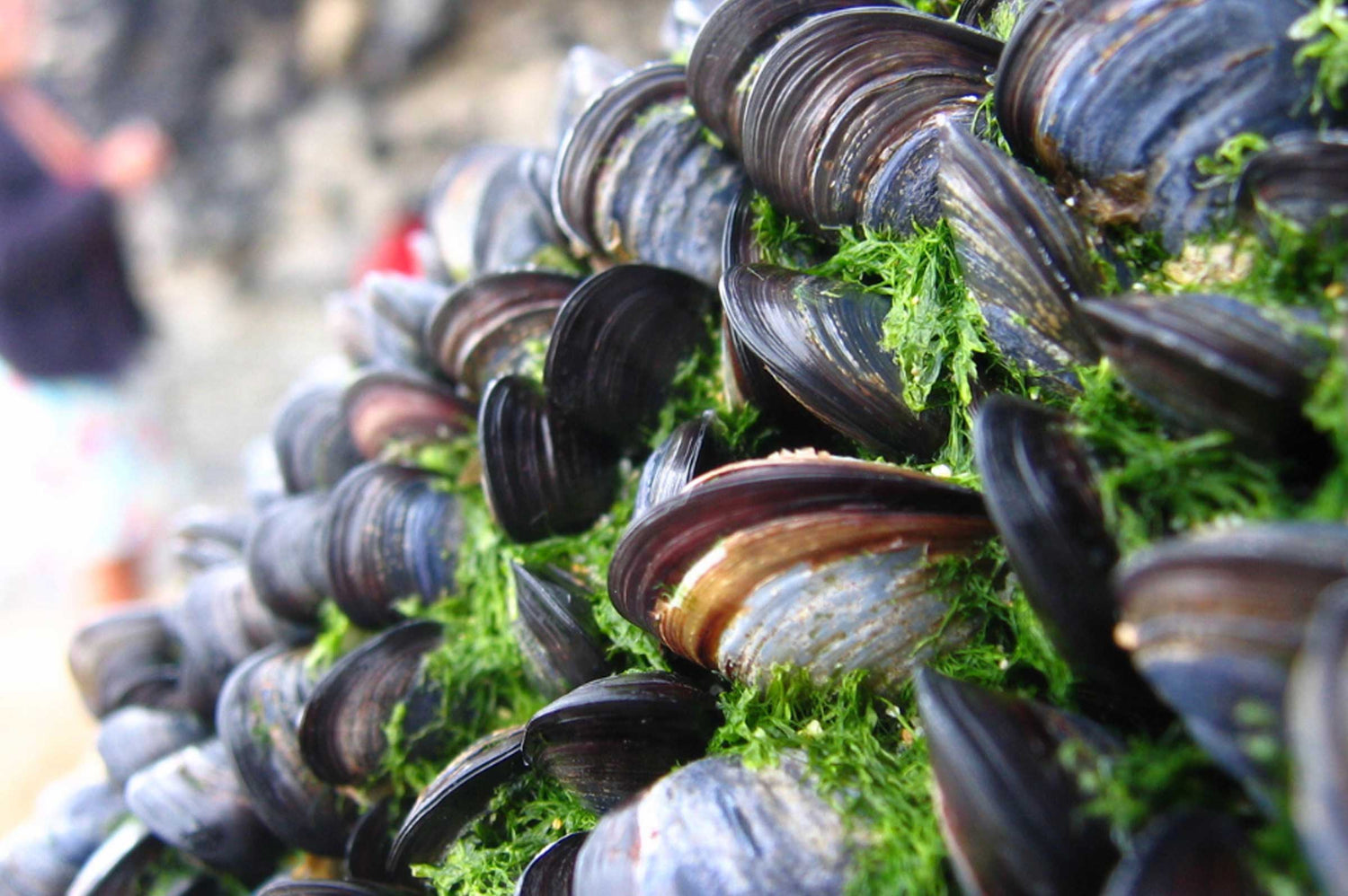 5 Benefits of Green-Lipped Mussels for Dogs' Joint Health