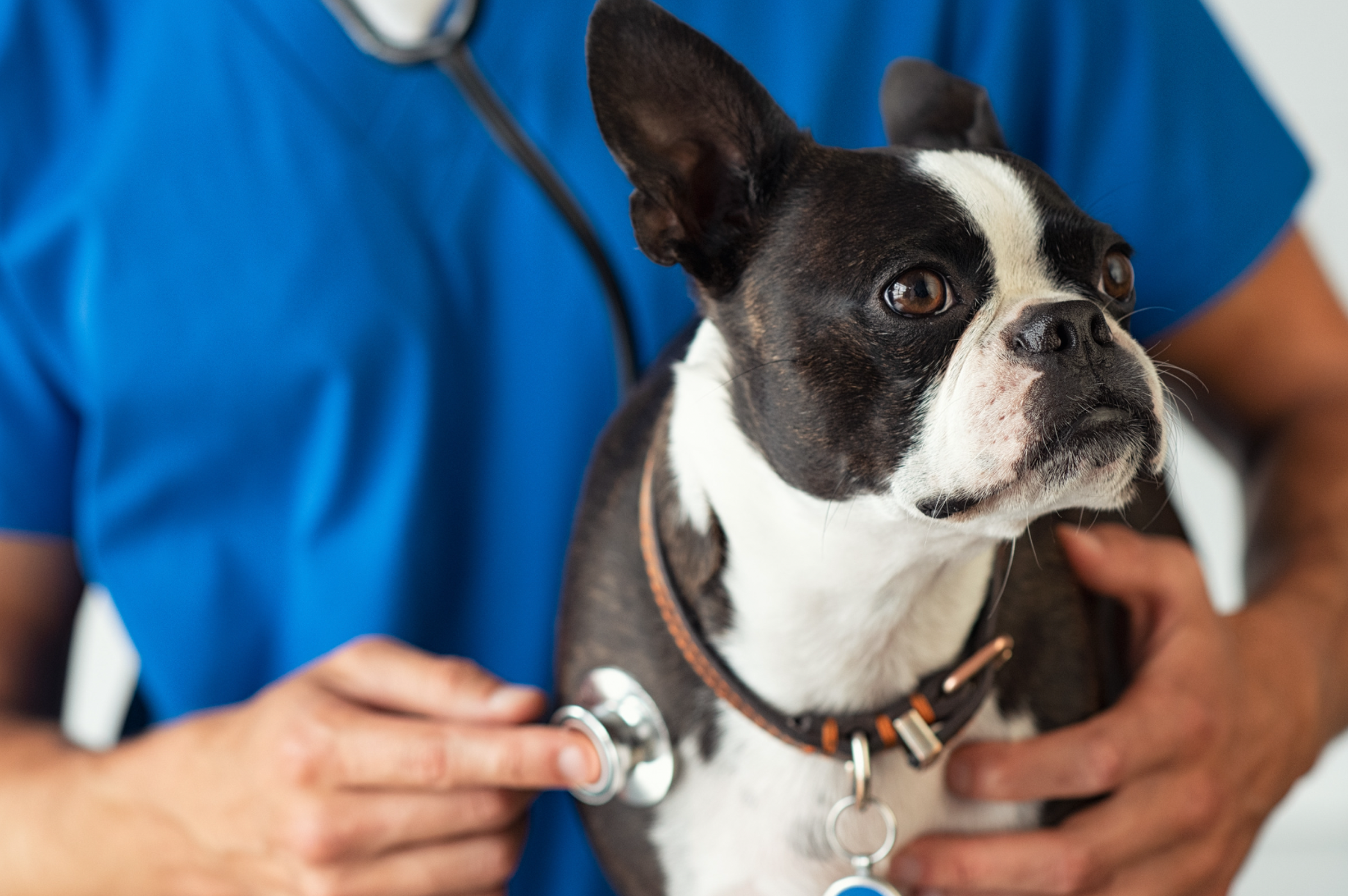 Navigating Canine Infectious Respiratory Disease Complex: A Comprehensive Guide for Concerned Dog Owners