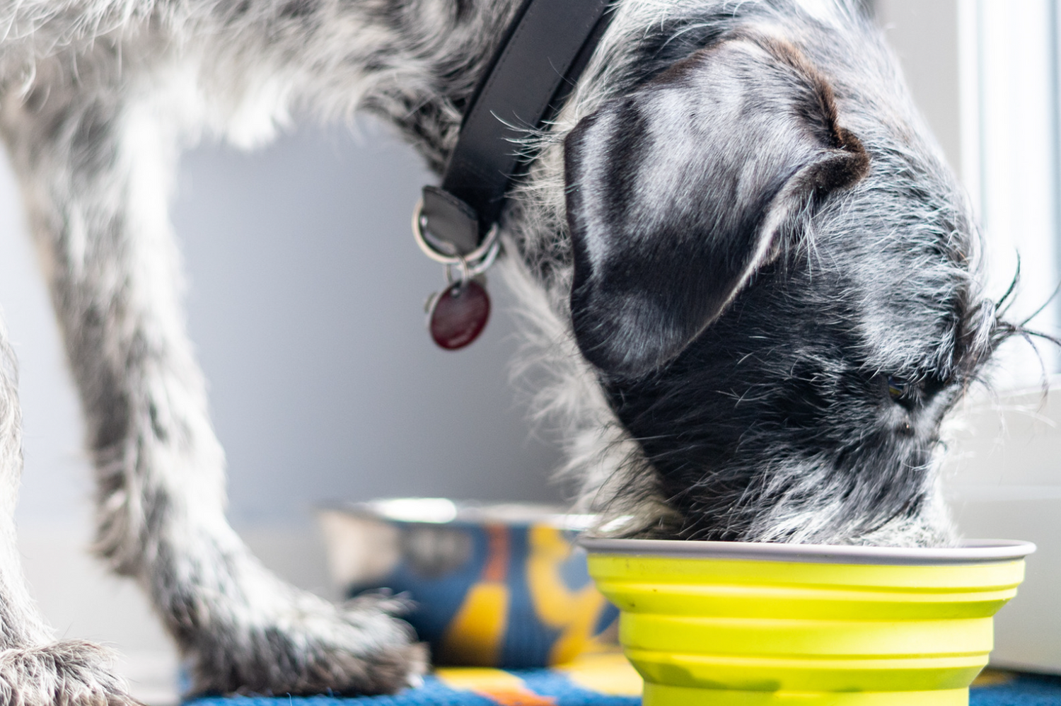 Your Dogs Need More Sea Cucumber in Their Lives. (Here’s Why)