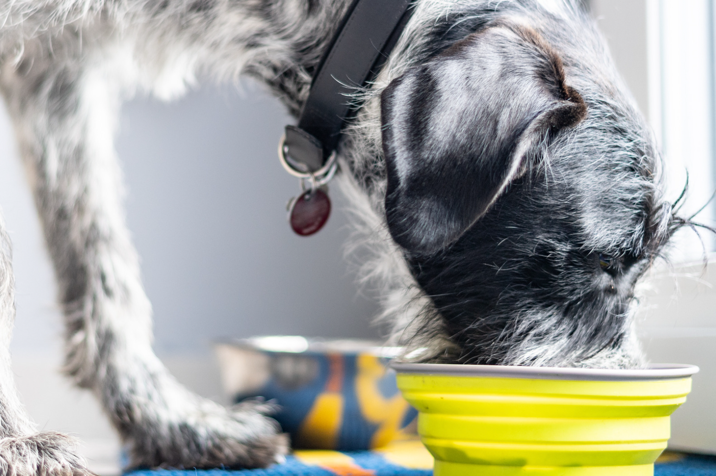 Your Dogs Need More Sea Cucumber in Their Lives. (Here’s Why)