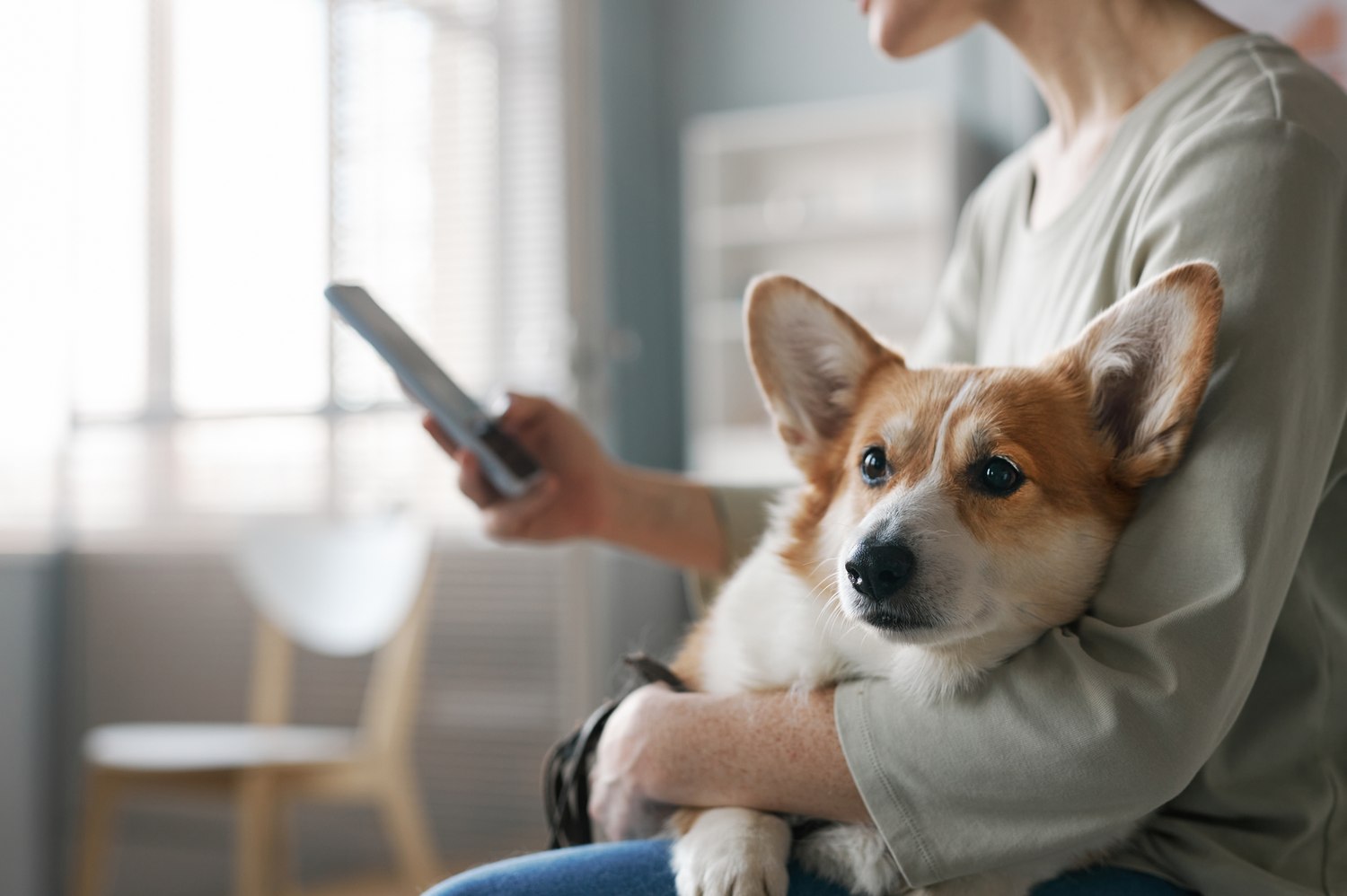 Unraveling the New Mystery Dog Disease and the Role of a Strong Immune System