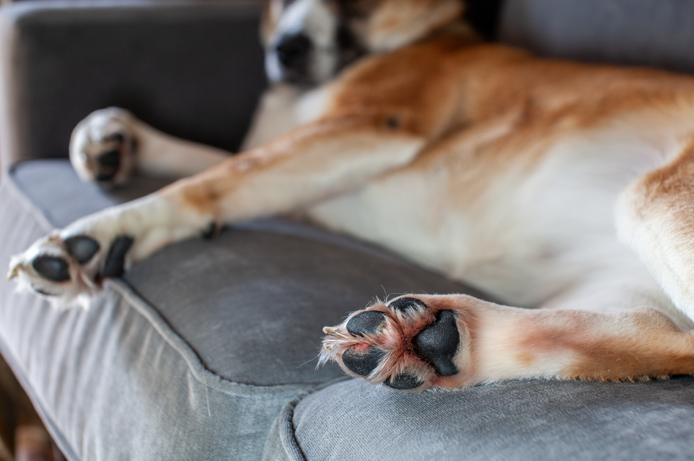 Flea Prevention for Pets with Sensitive Skin
