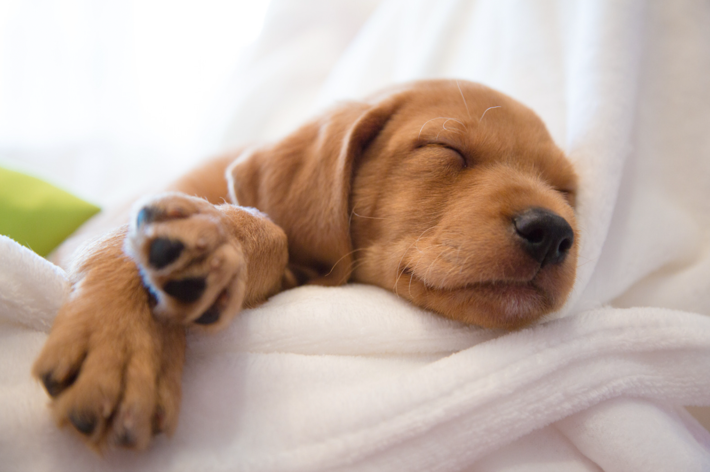 New Puppy? When to Give Supplements to Your New Furry Friend