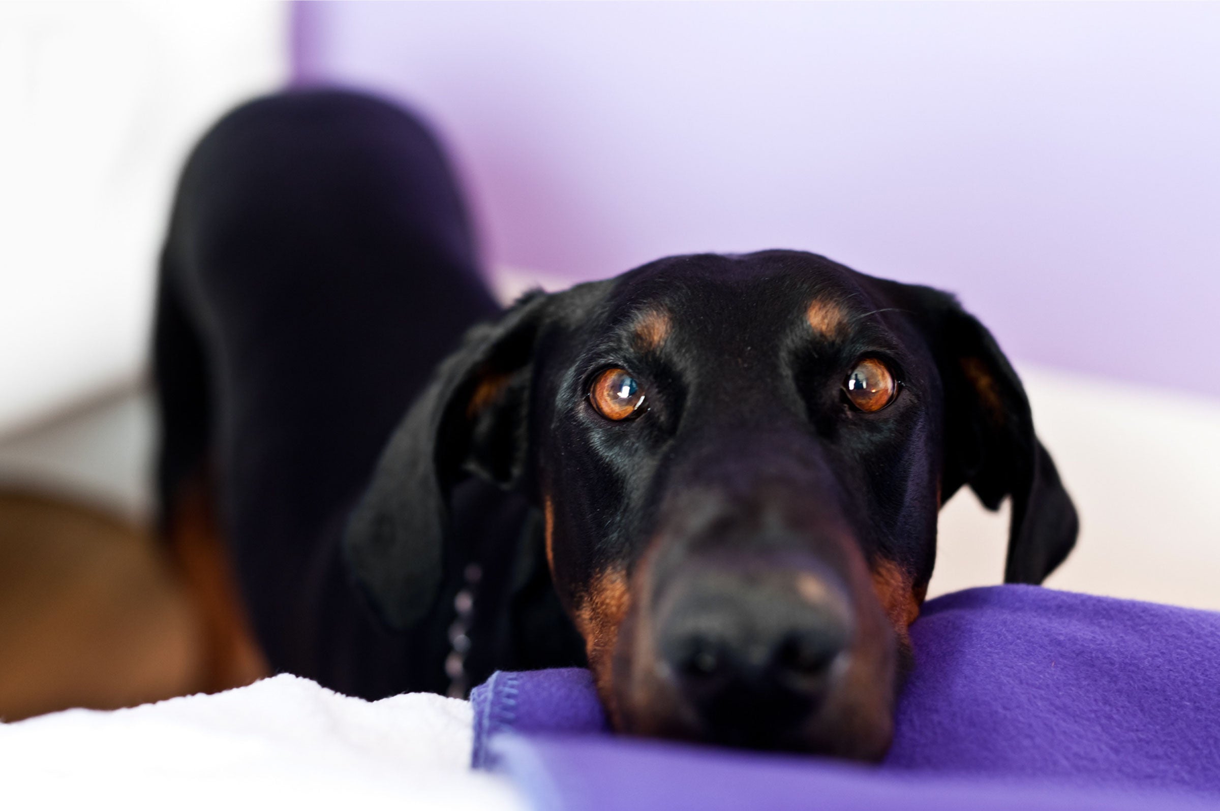 Crying Wolf or Seeking Help? Decoding Your Dog’s Whimpers